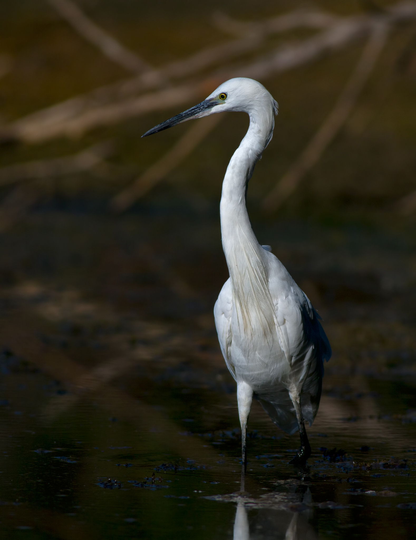 Egret in the dark