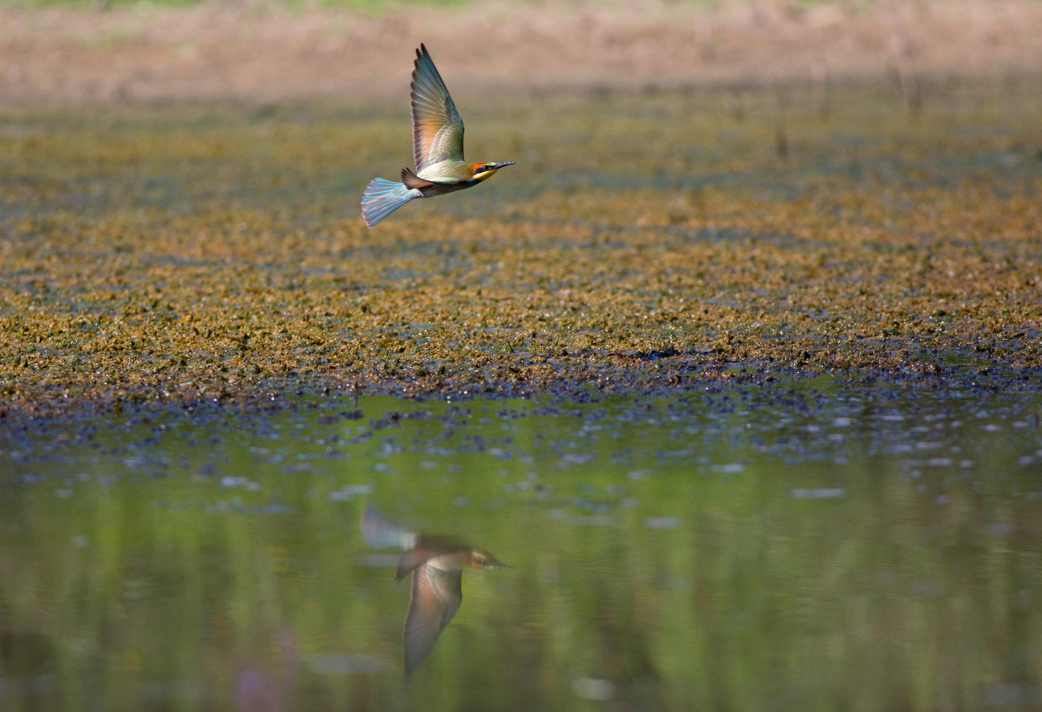 Colours ( Gruccione in volo )