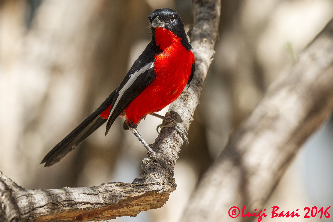 Averla Pettorosso - Namibia