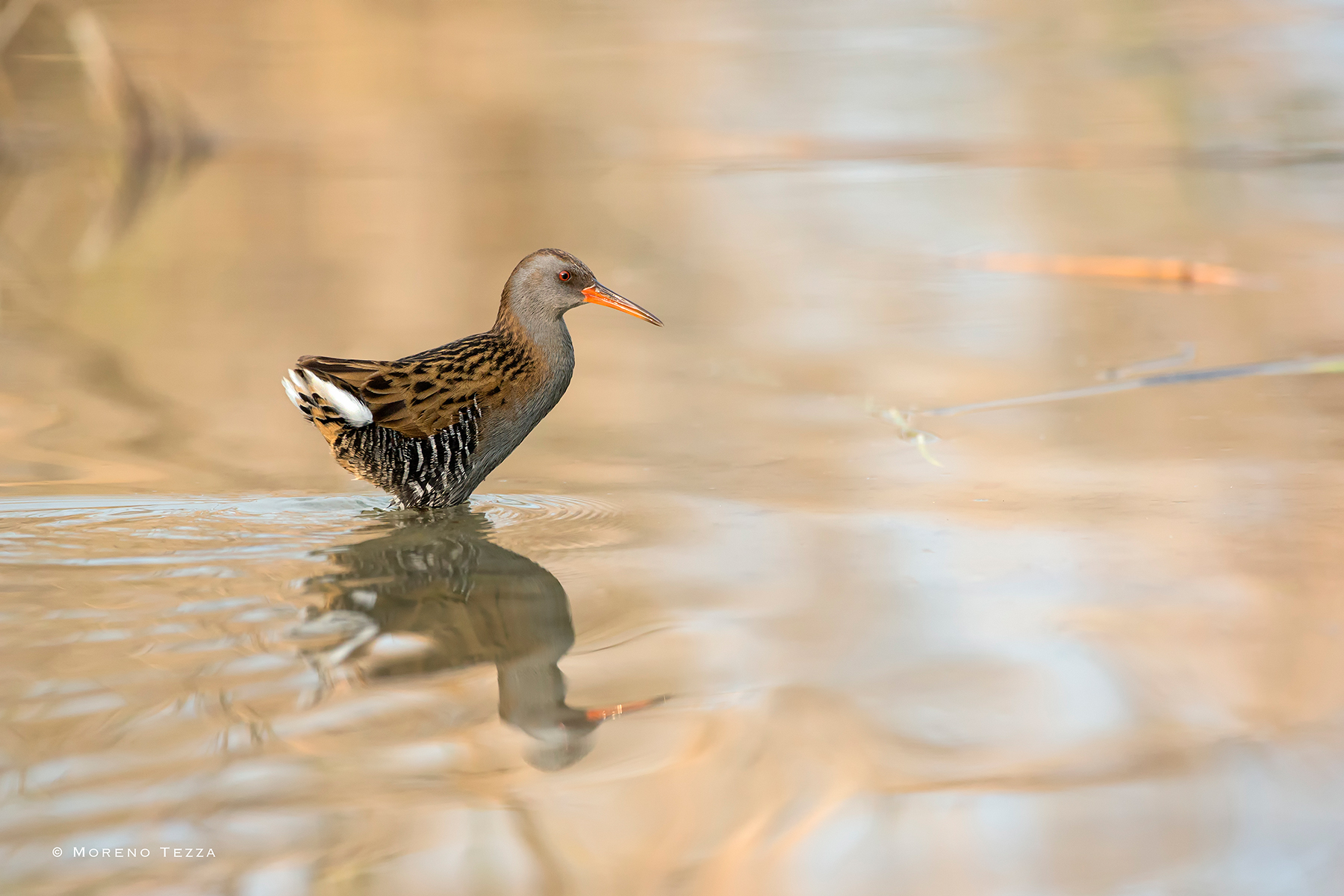 Water rail in gold .....