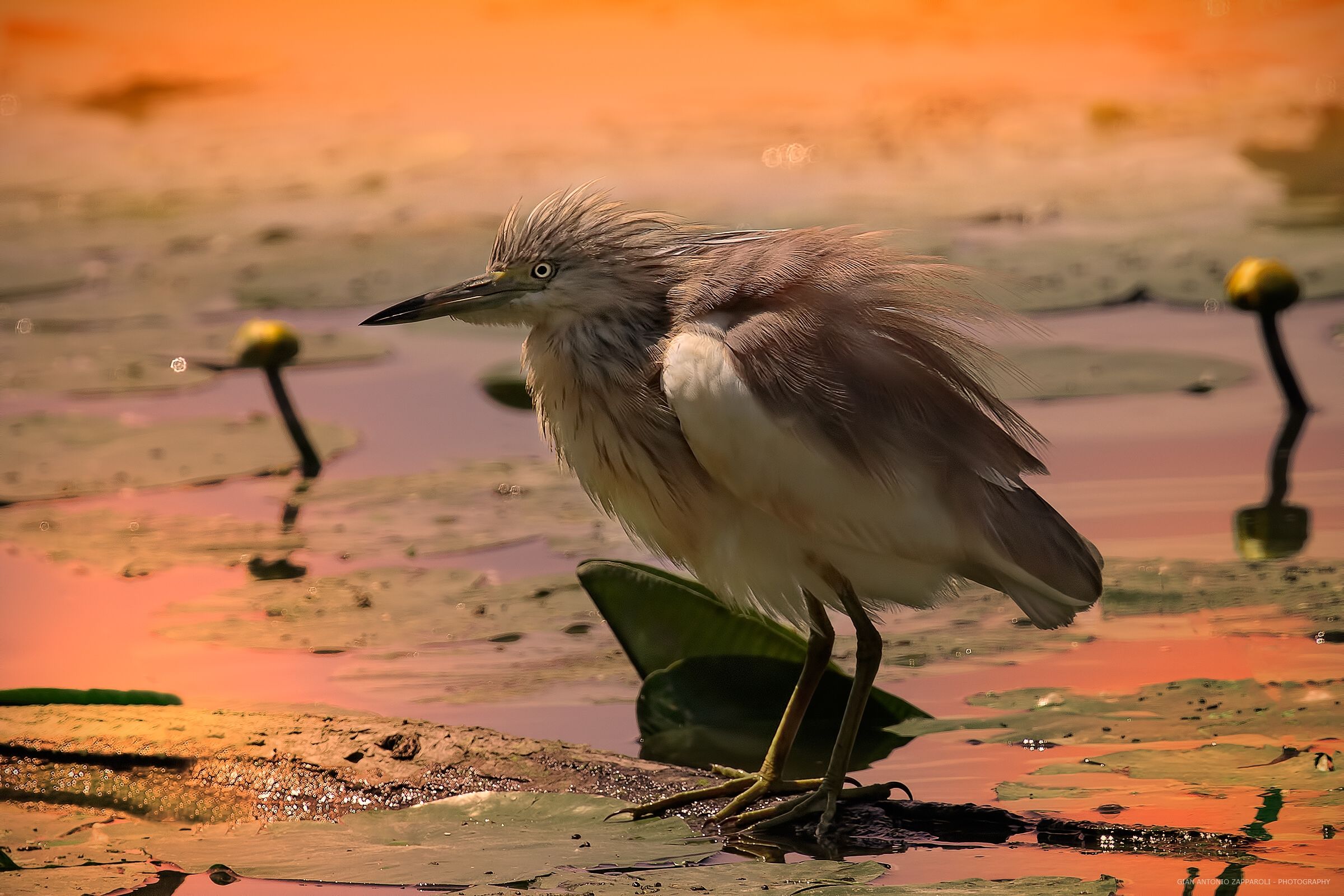 In the swamp at dawn