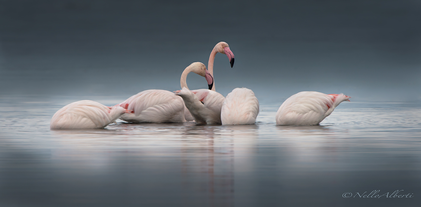 fenicotteri rosa ad Orbetello