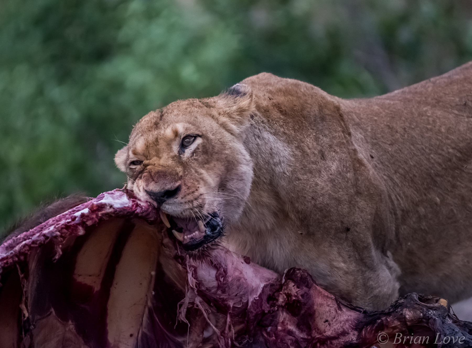 Getting a bit dry, needs some BBQ sauce!