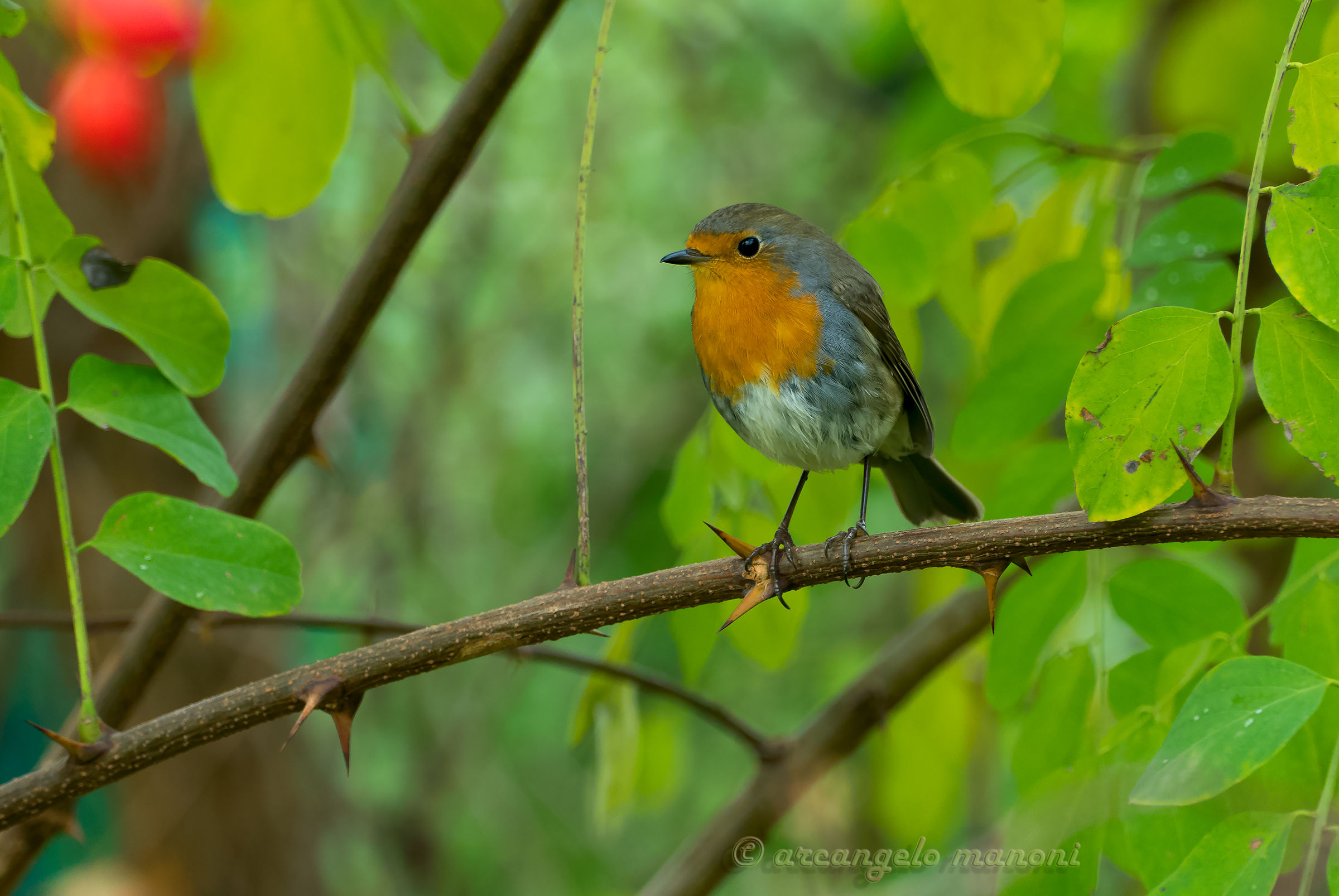 Robin in un bagno di verdi fronde