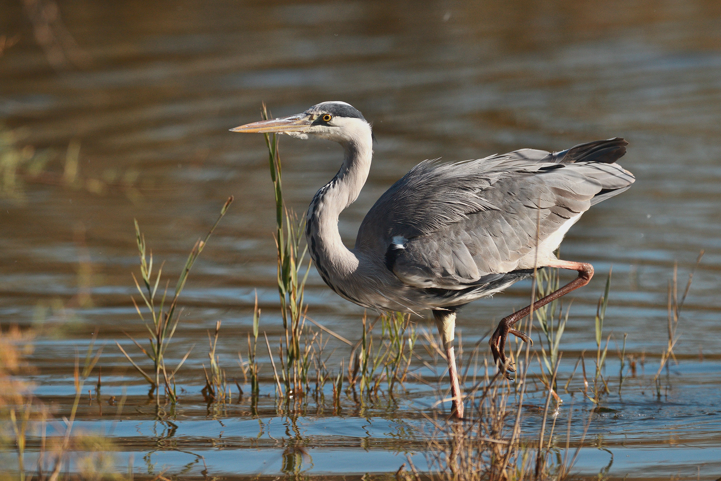 The pace of Cenerino