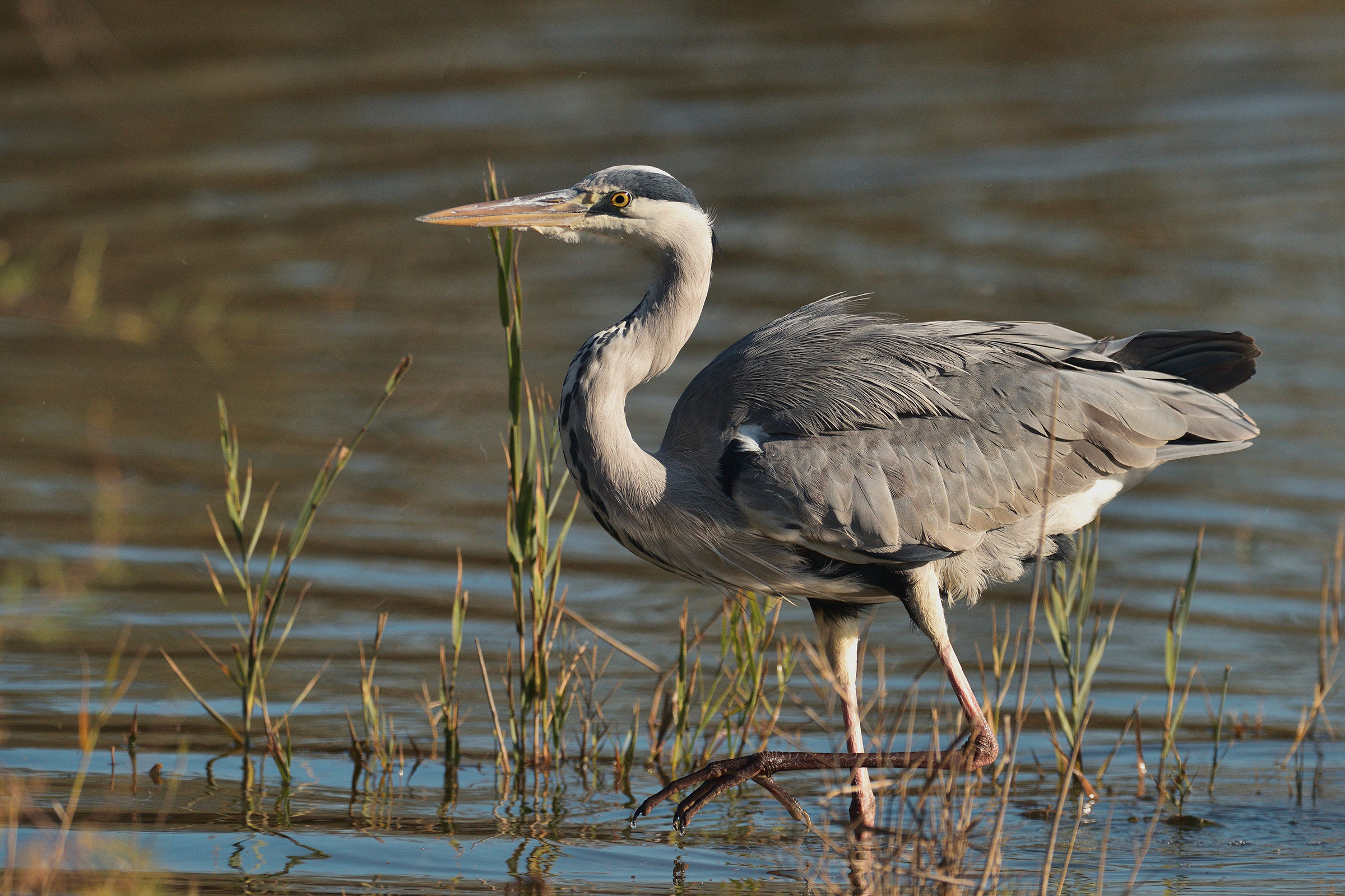 Grey ... in slow motion