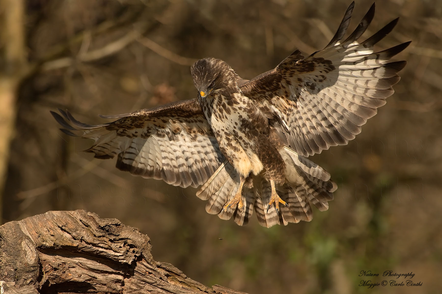 Great elegance of my beloved