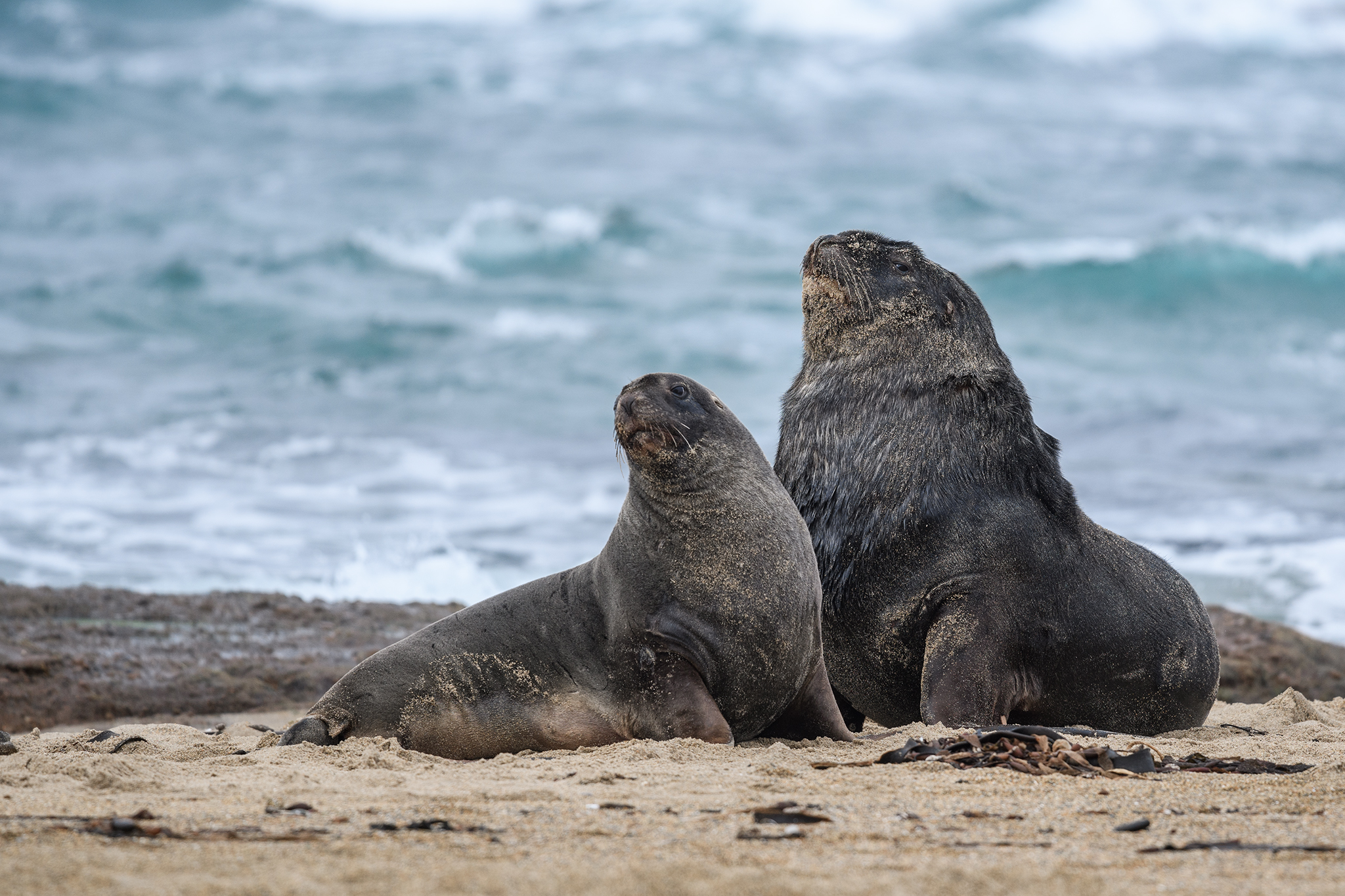 New Zealand sea lion