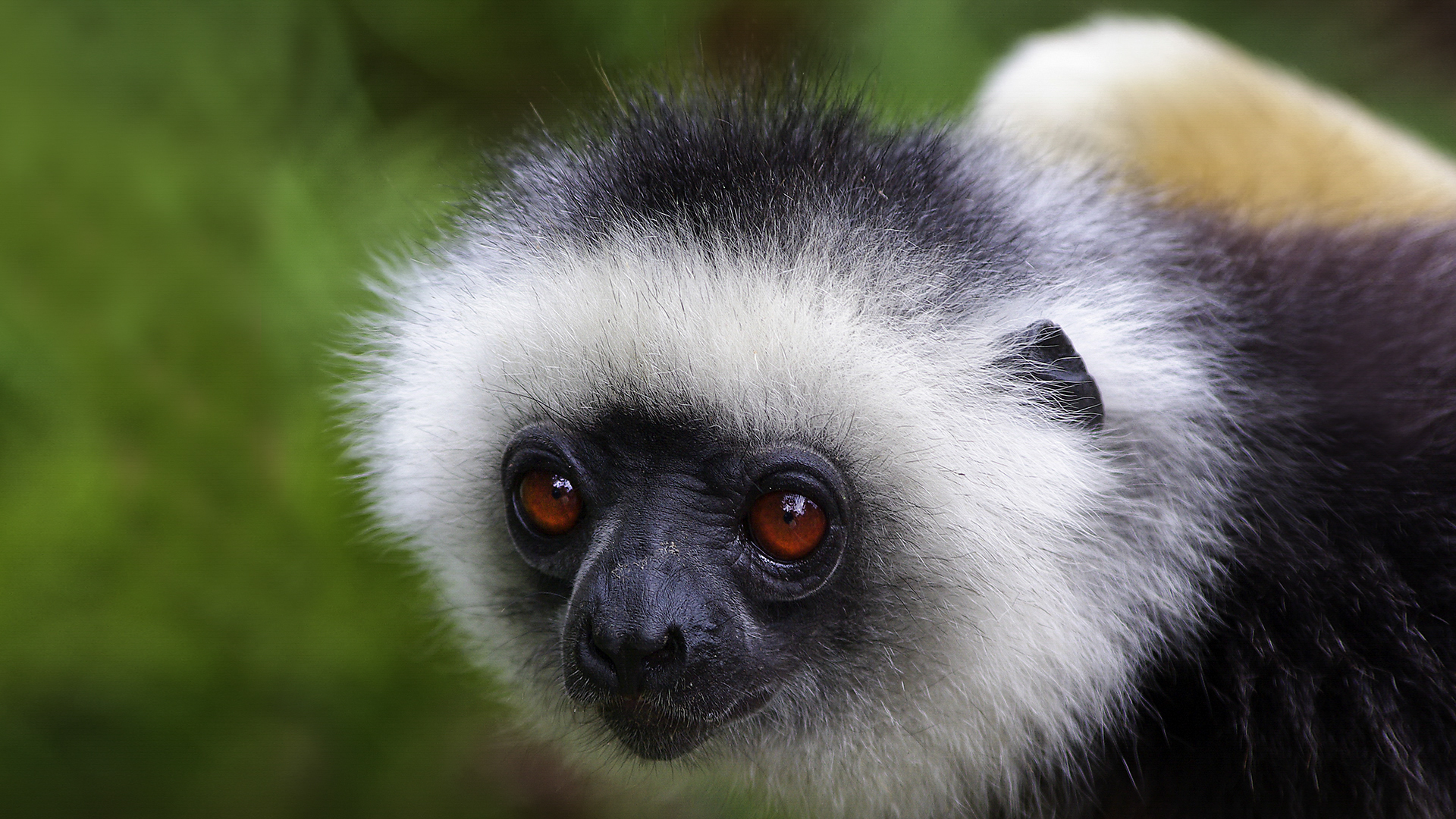 Sifaka to Perynet, Madagascar