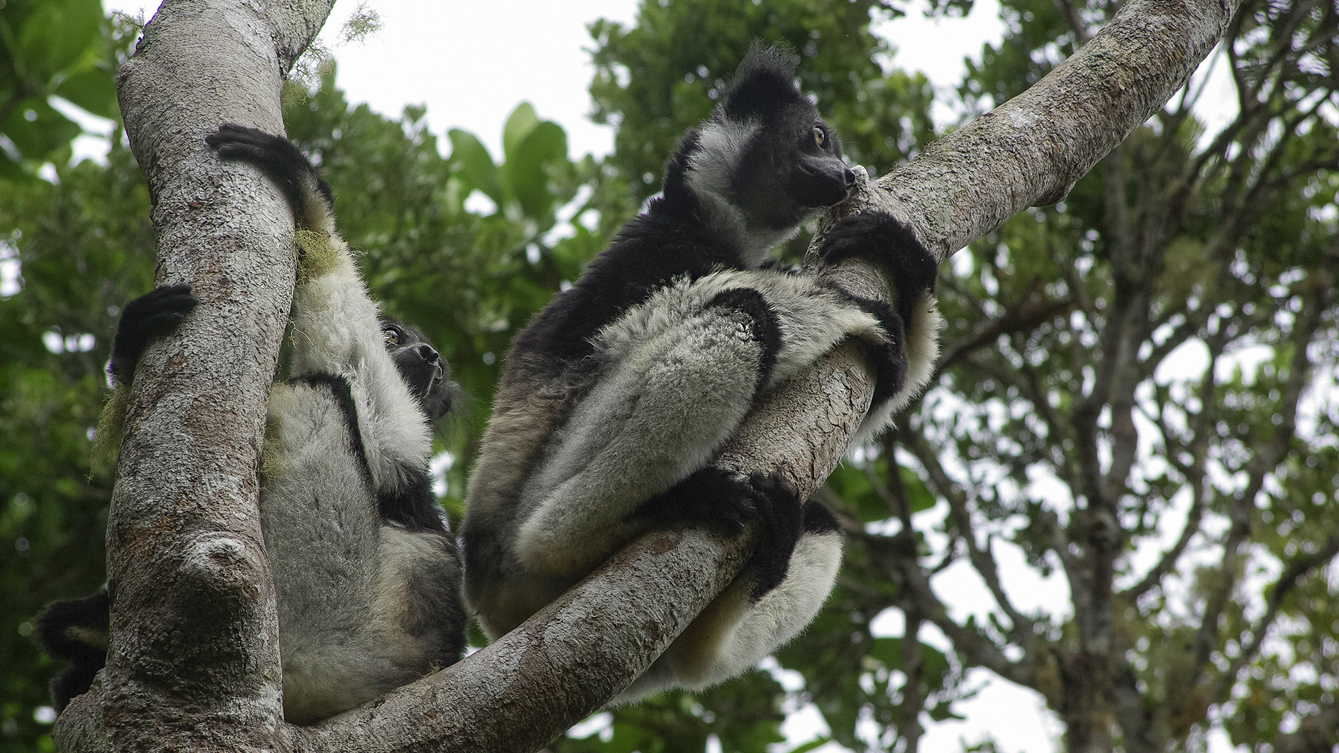 Indri, the Perynet Forest, Madagascar