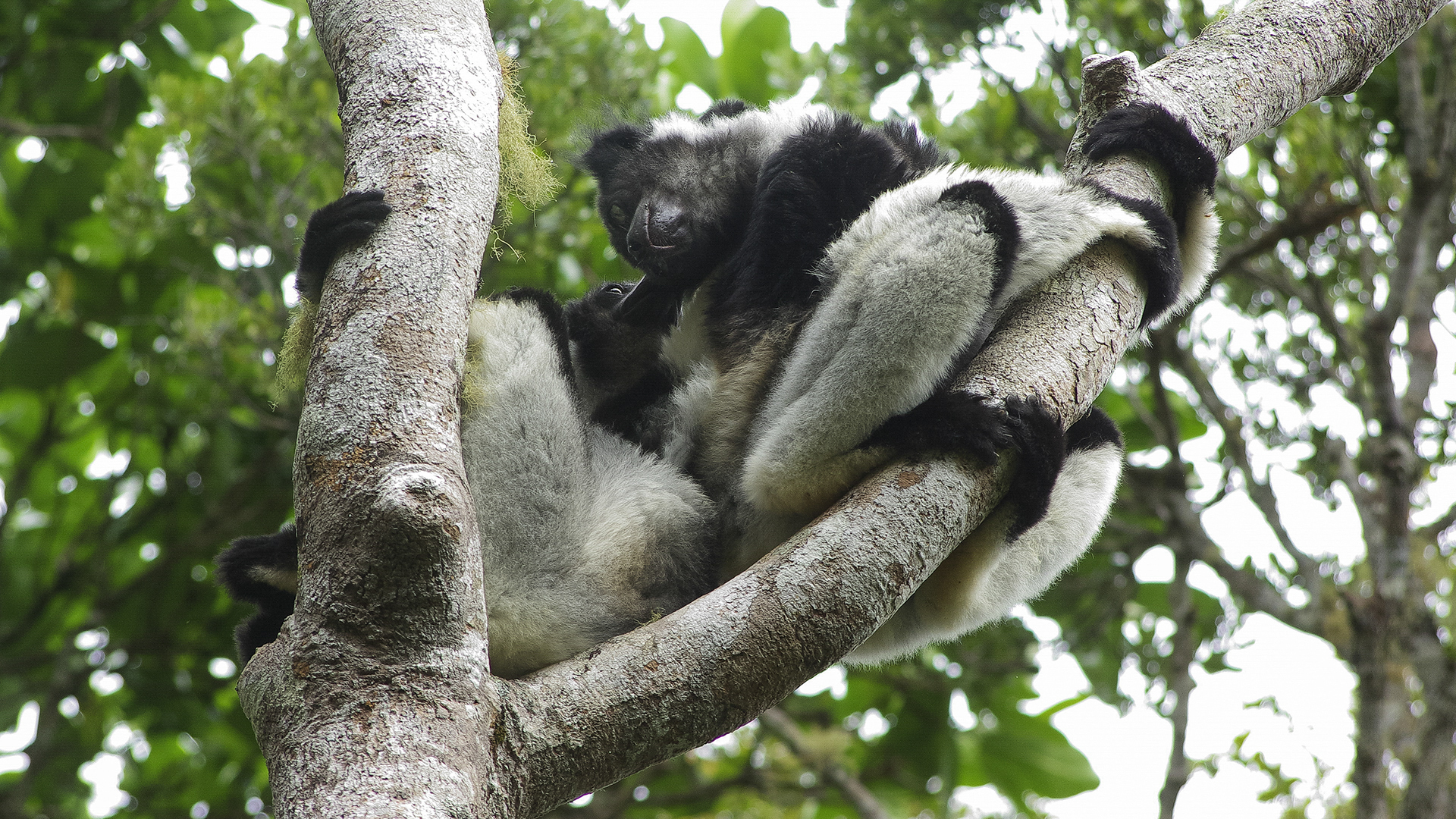 Indri, the Perynet Forest, Madagascar