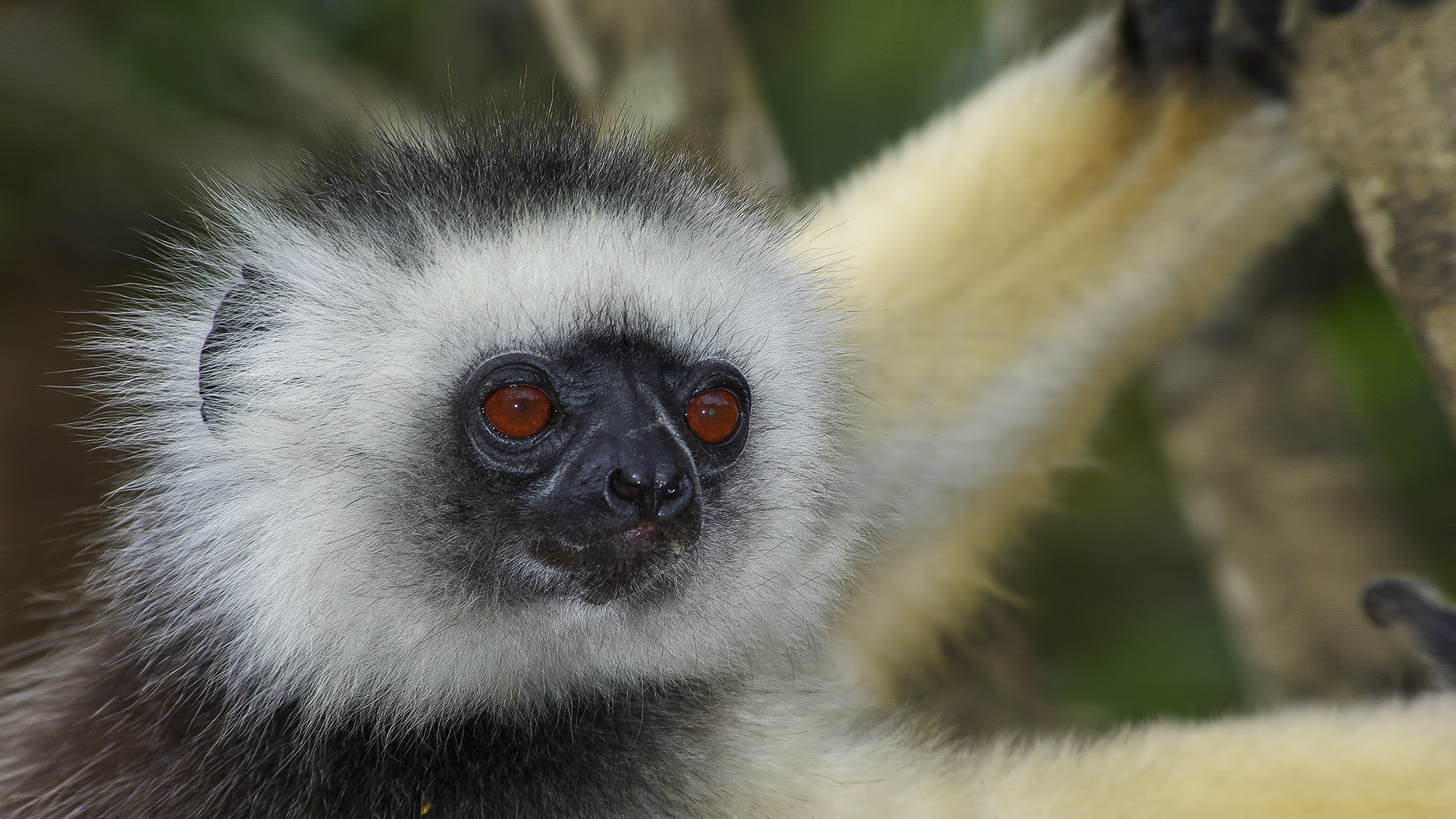 Indri, the Perynet Forest, Madagascar