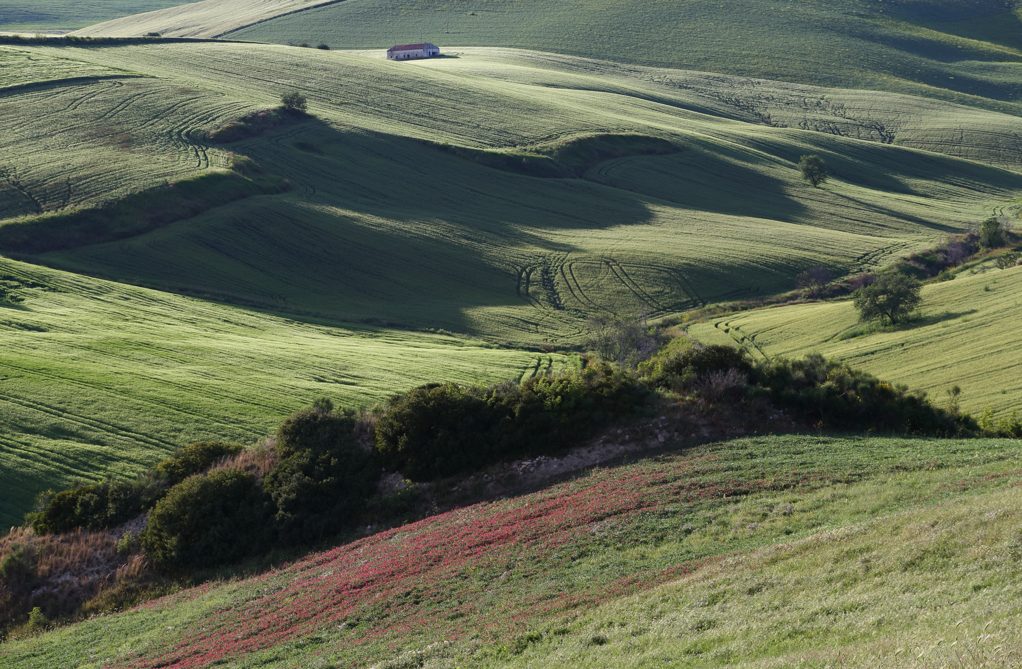 Hills in spring