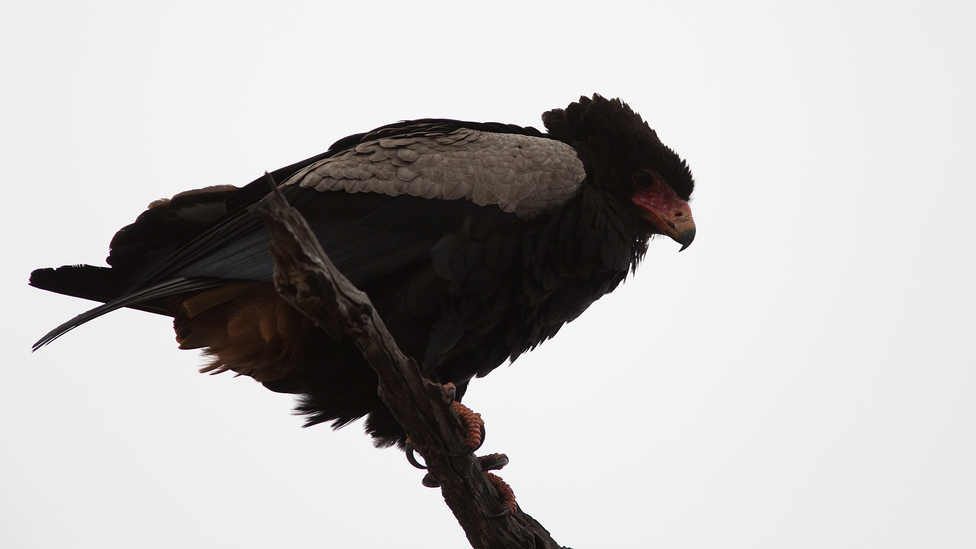 Falco giocoliere (adulto)