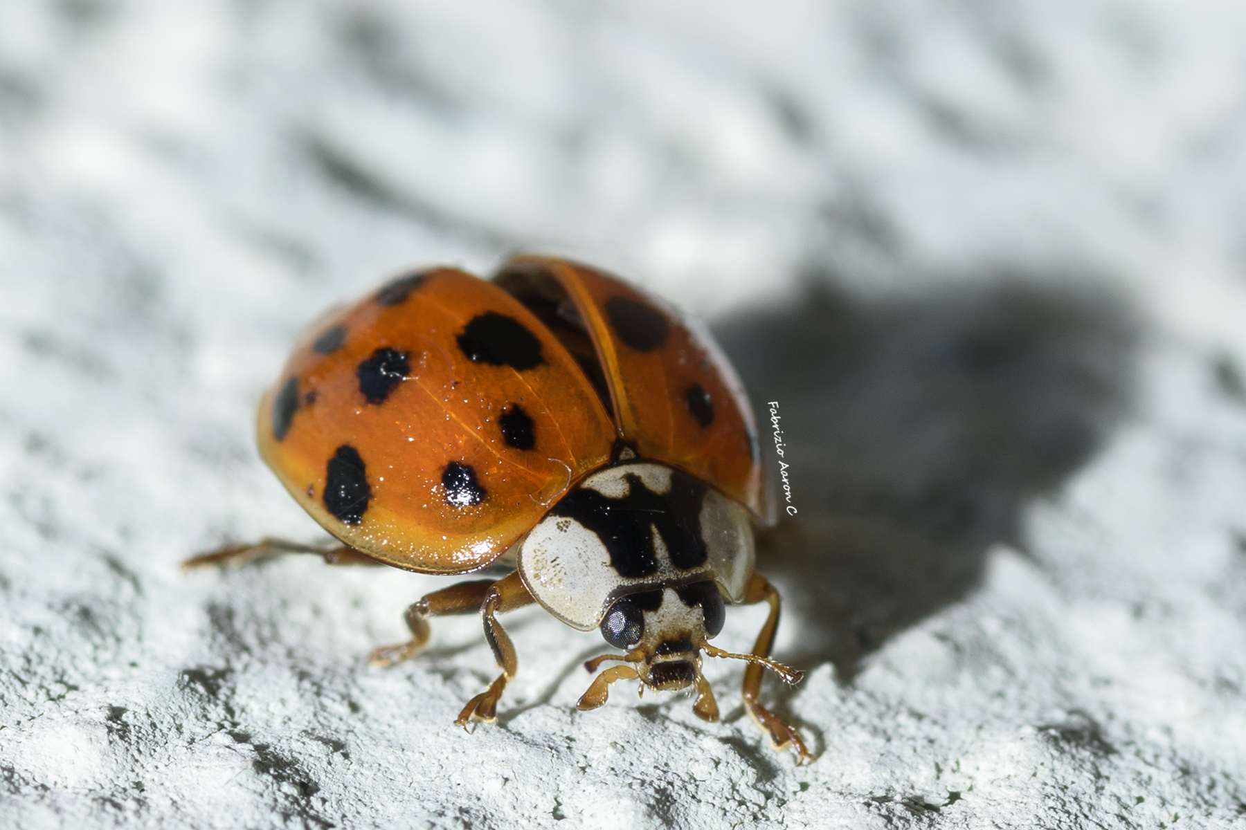 Ladybug