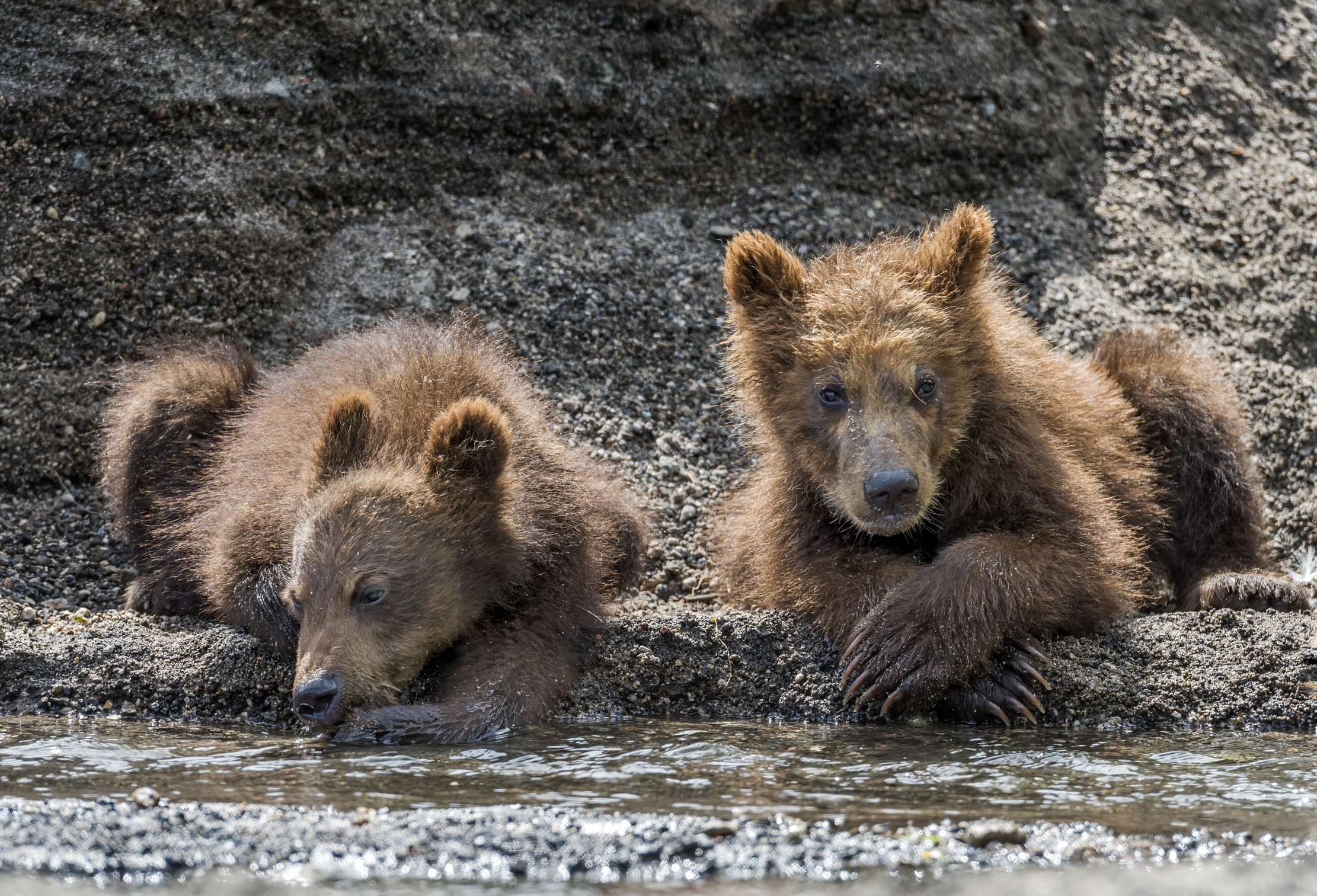 Kamchatka 2016 - Cubs