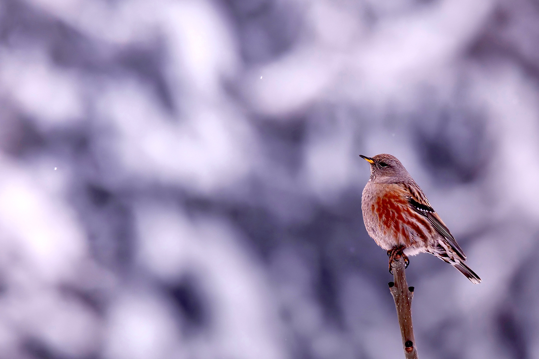 Prunella collaris "Accentor"