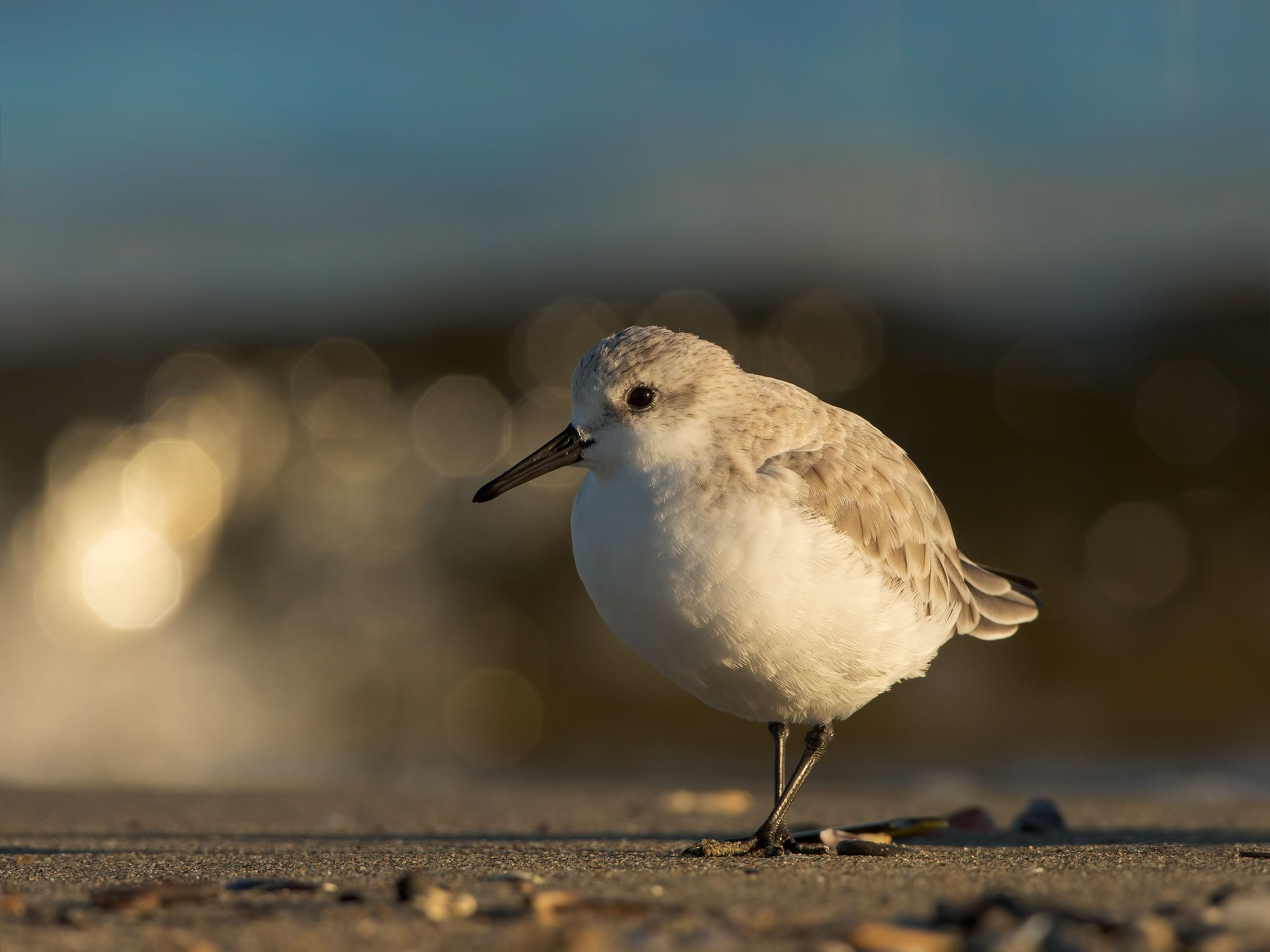 sanderling