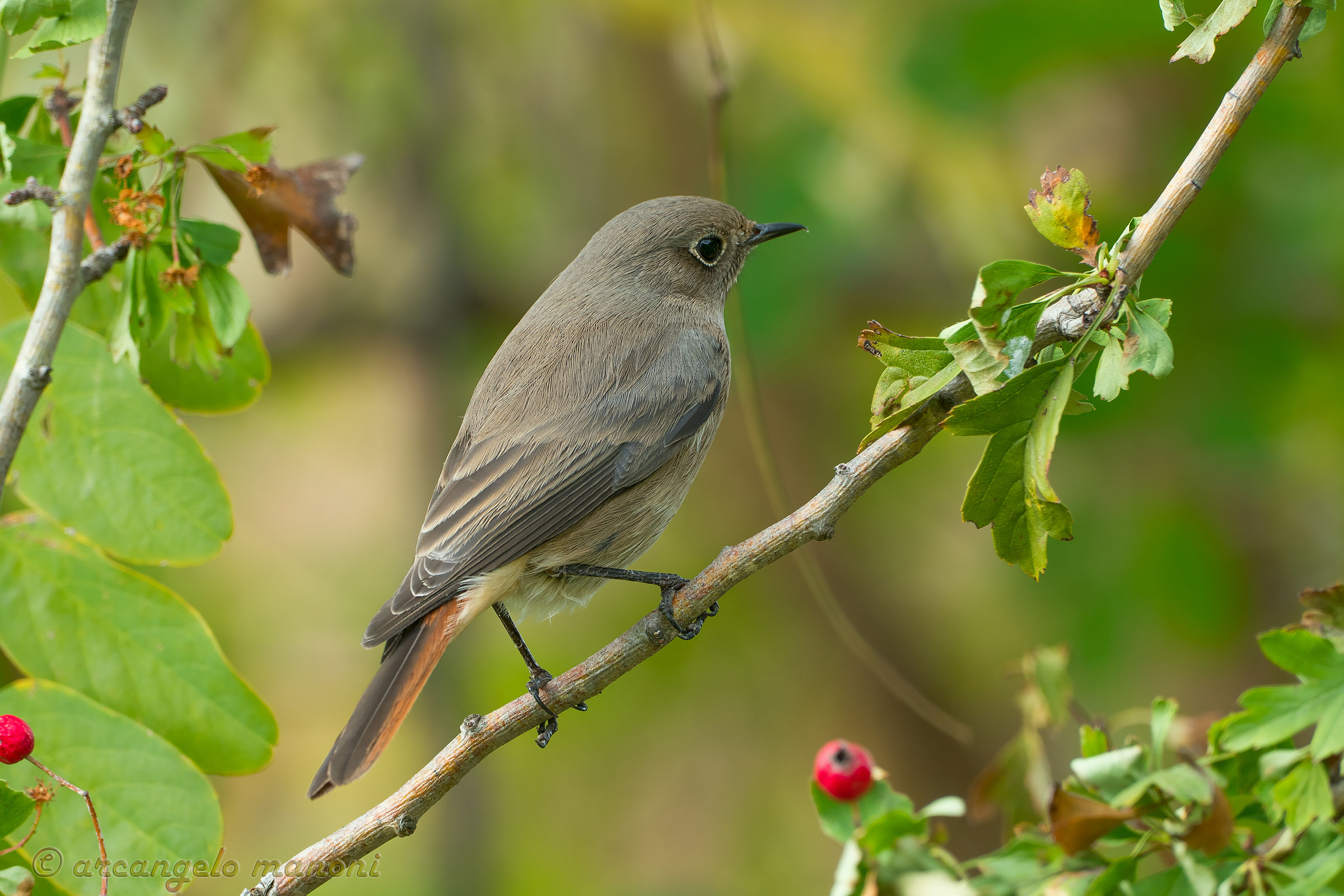 Redstart in autumn 2016
