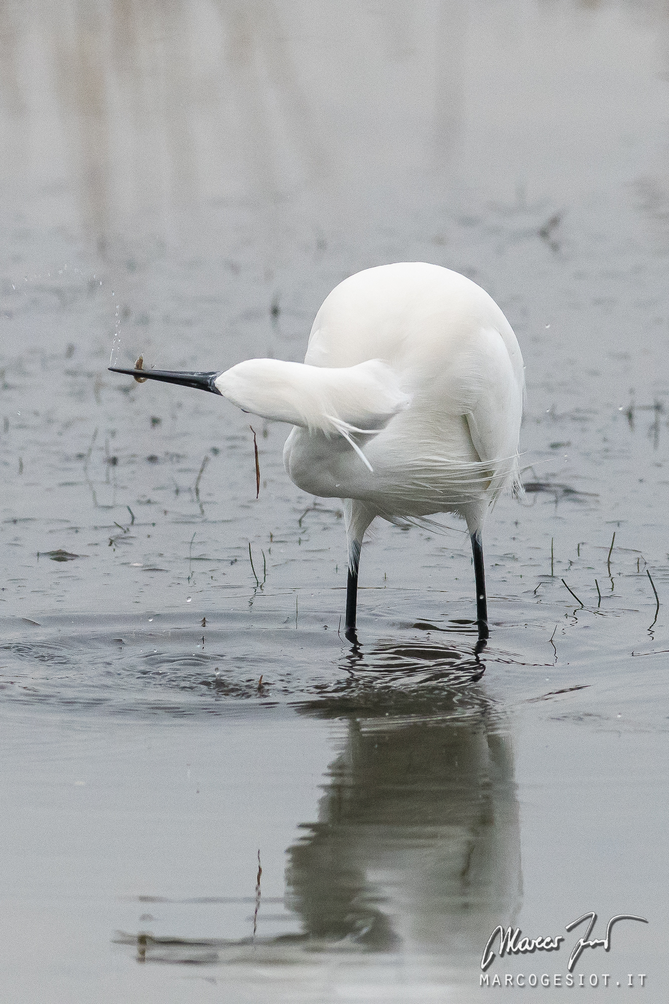 egret