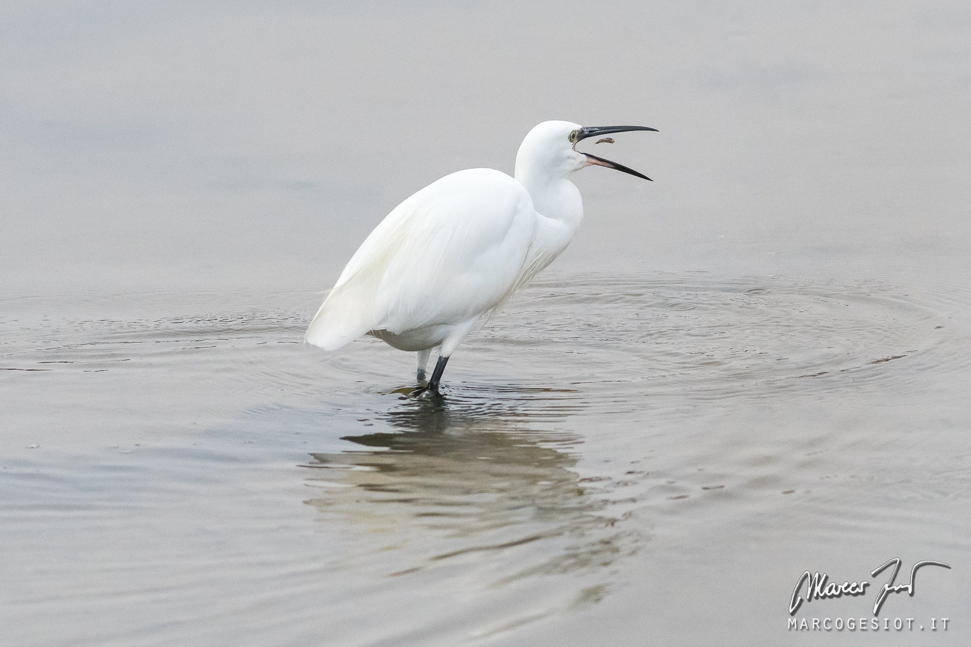 egret
