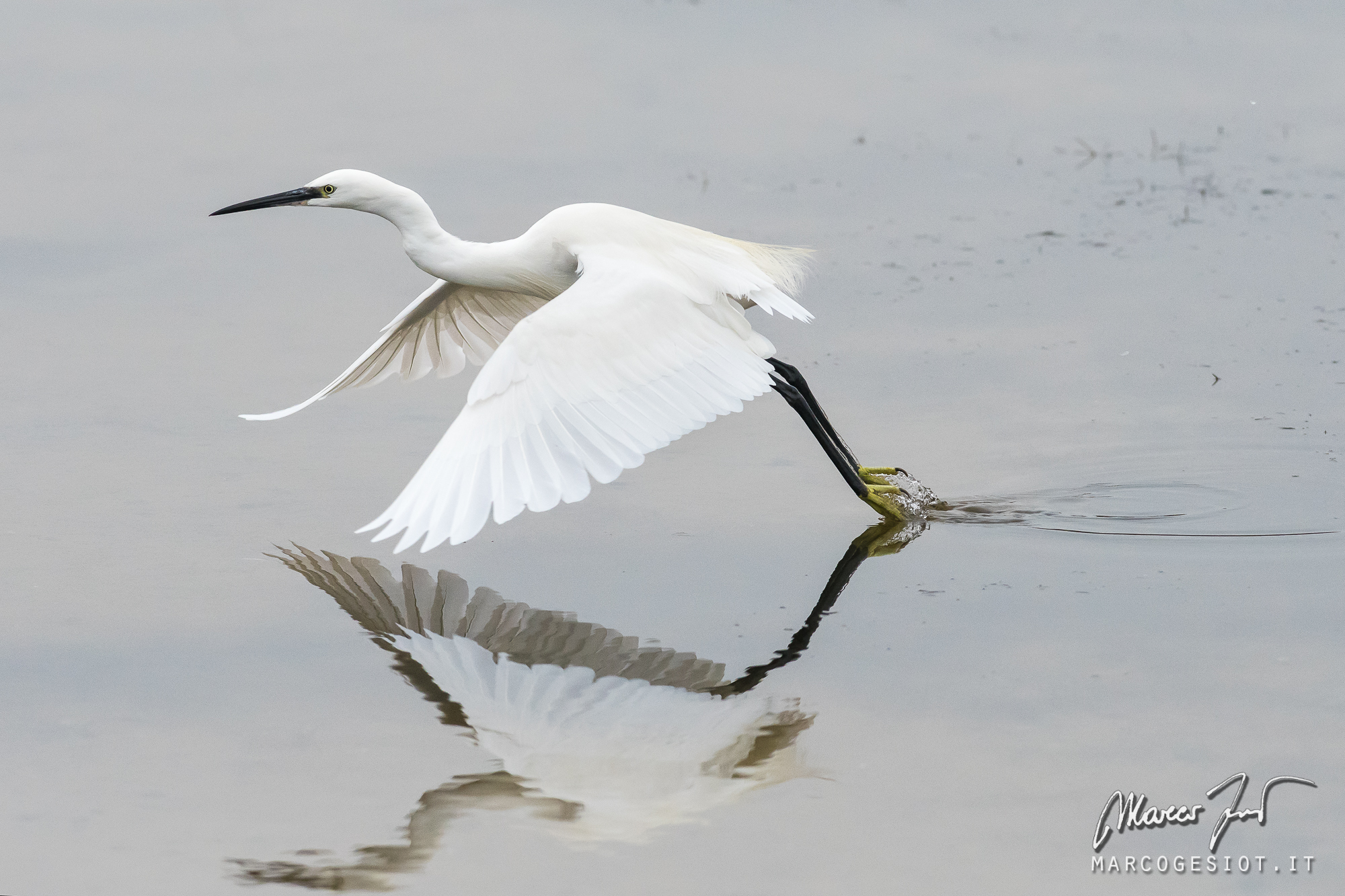 egret