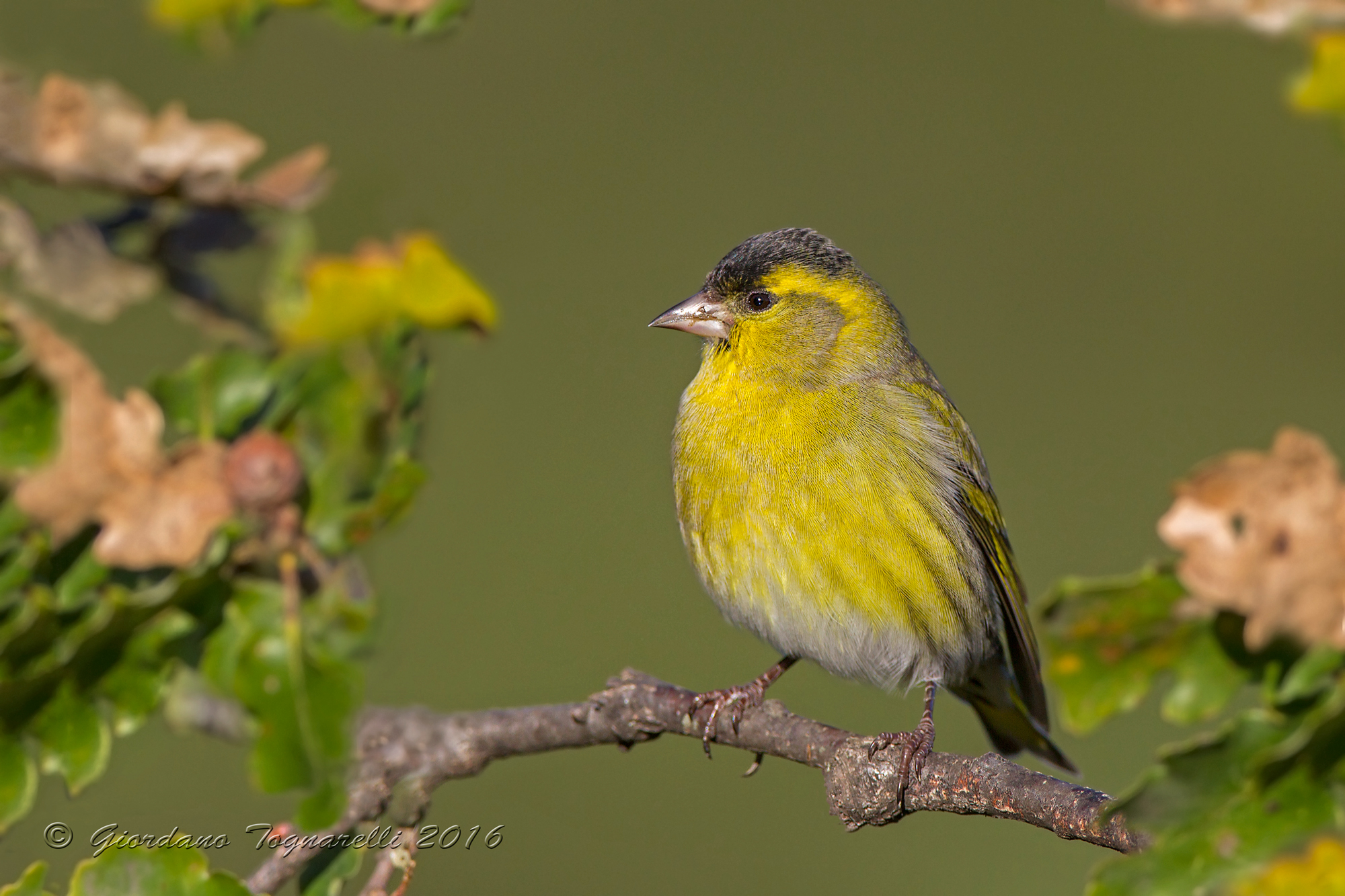 Siskin M