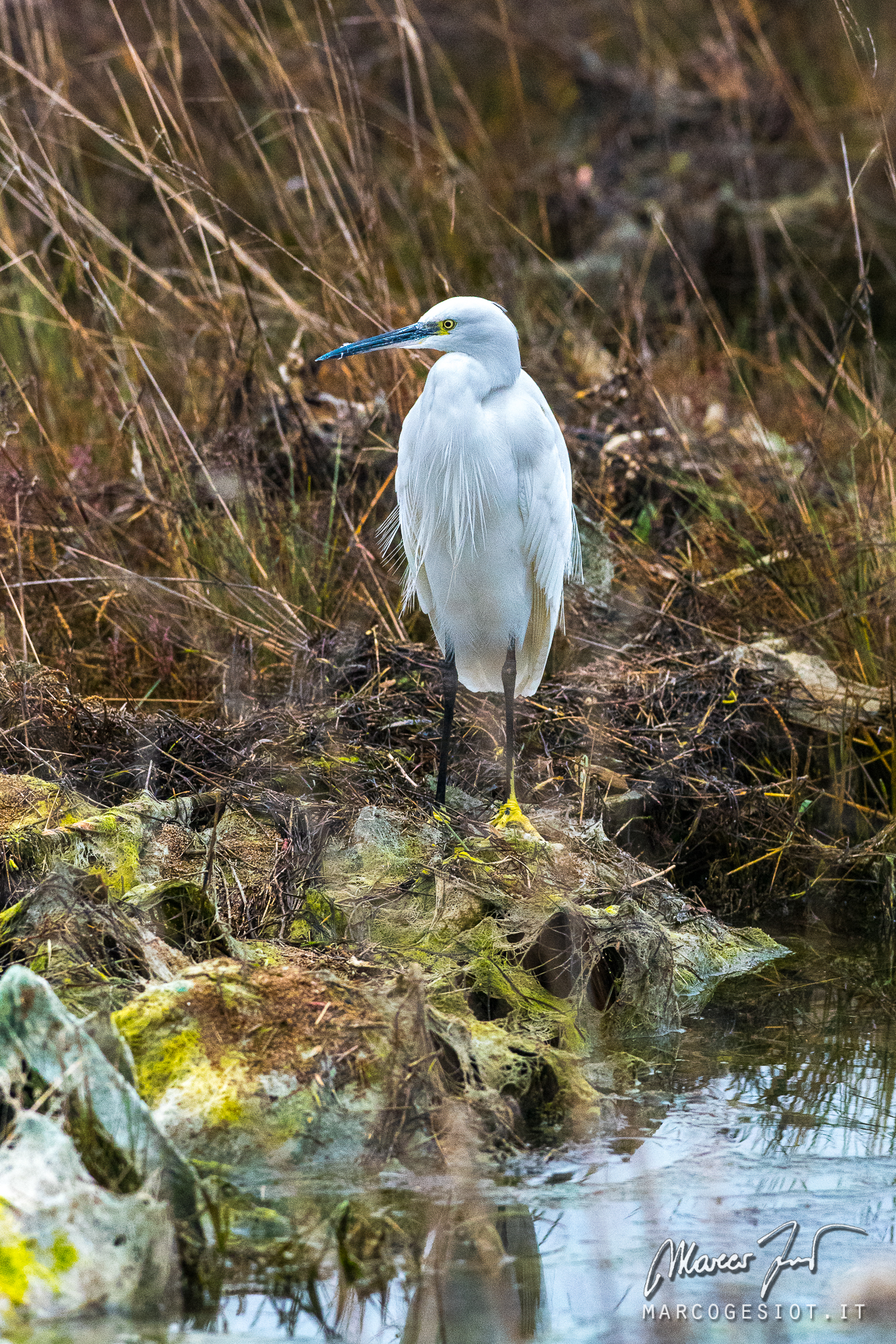 egret