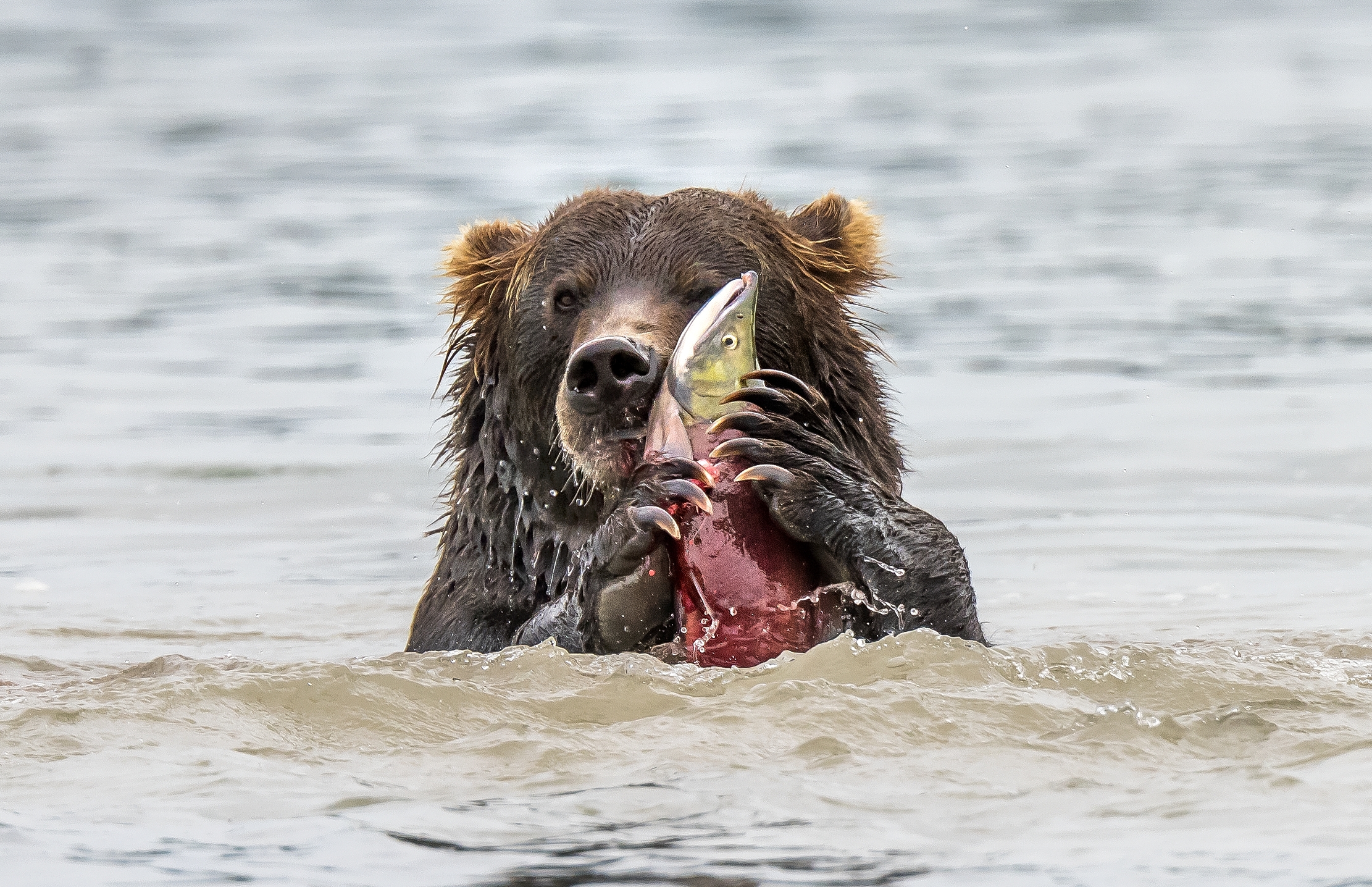 Kamchatka 2016 - Mio!!
