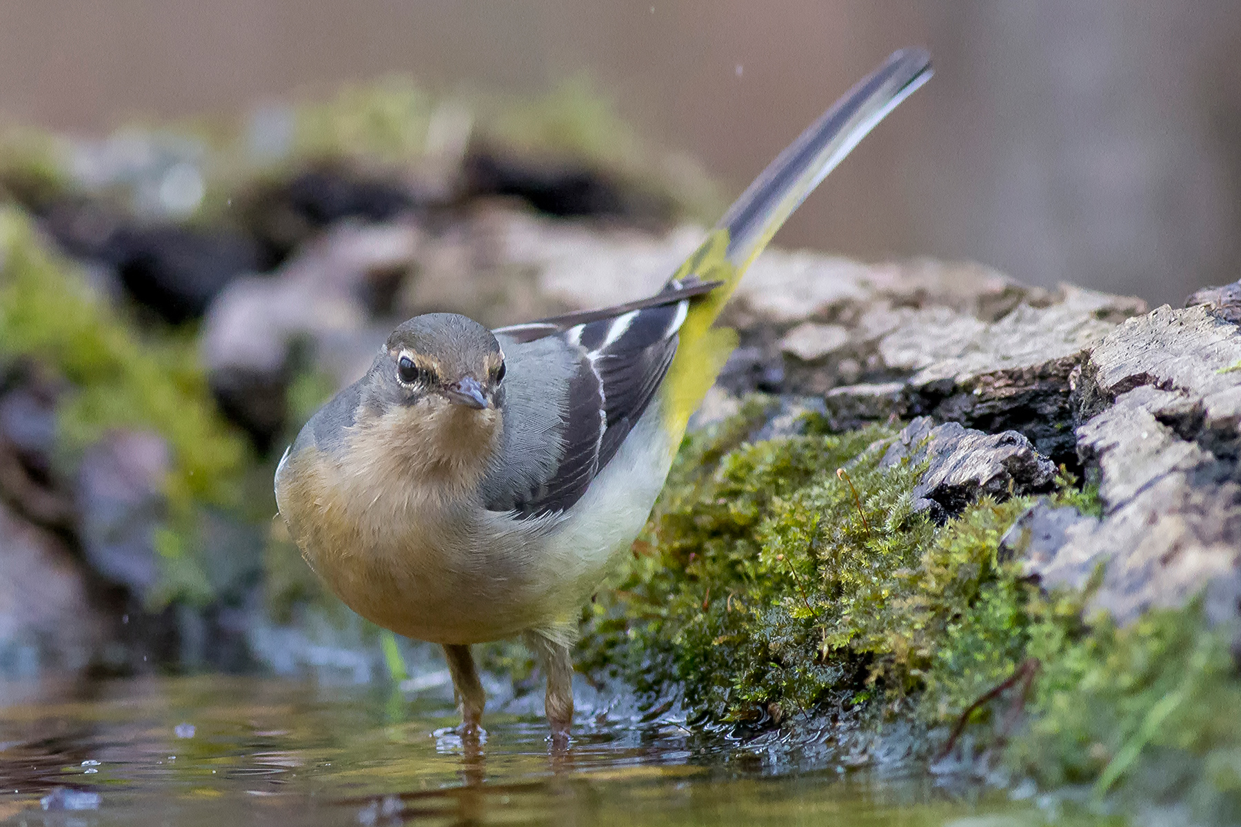yellow wagtail
