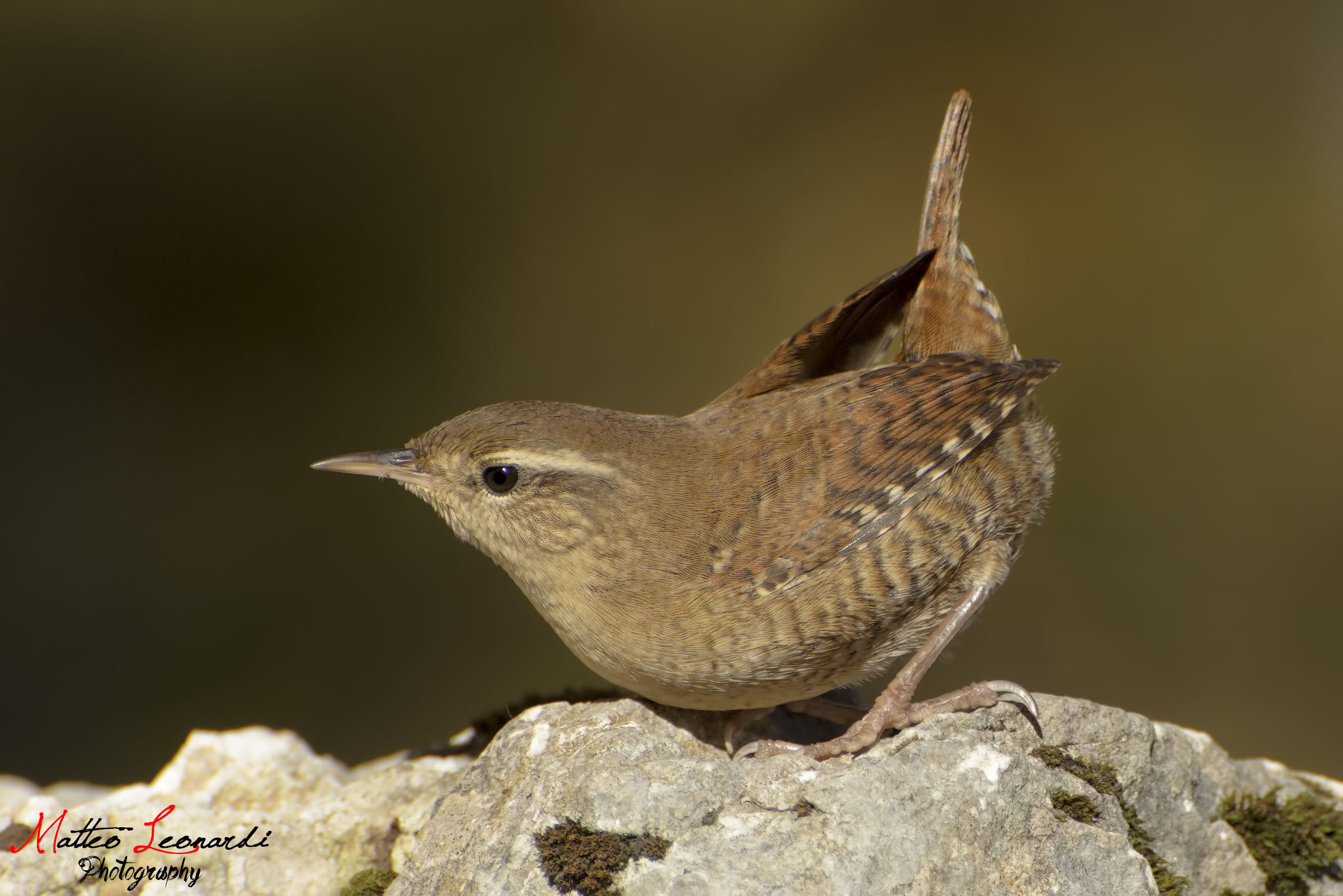 Wren