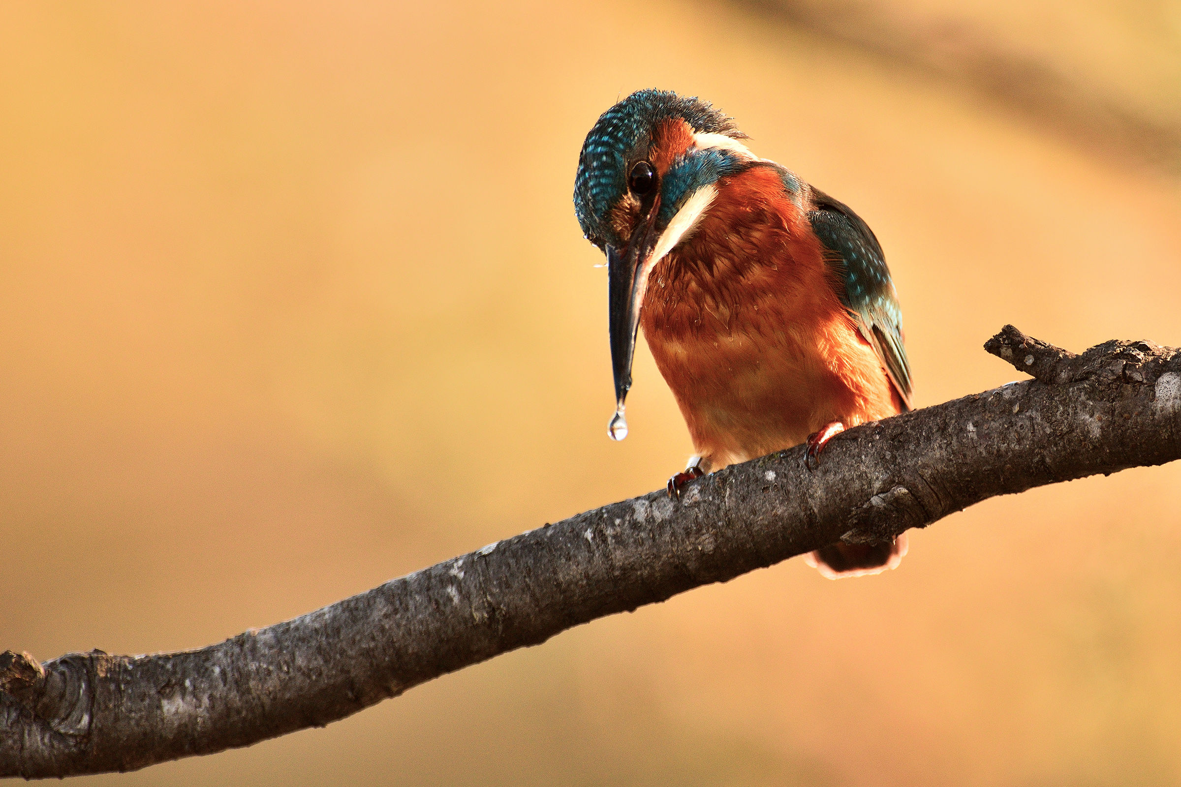 If there is the drop is ...... Martina!