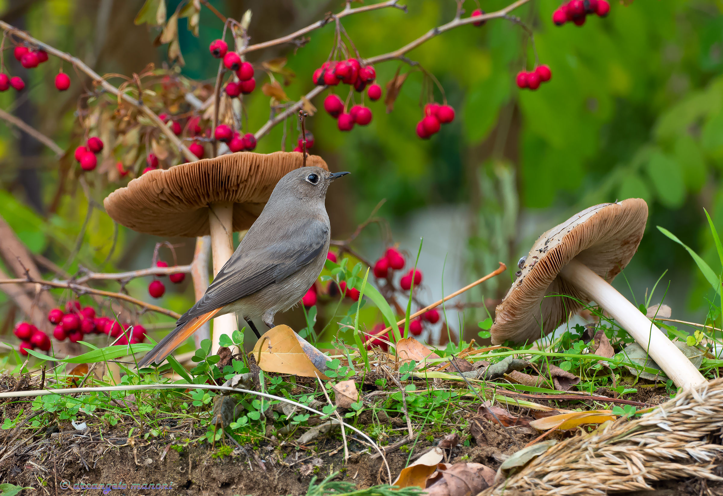 Between mushrooms and forest berries