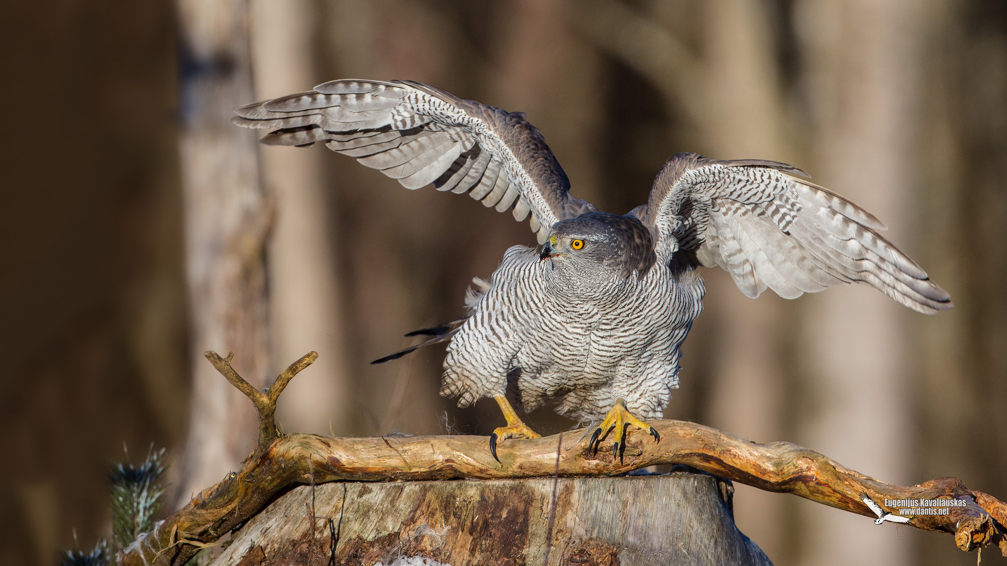 Astore (Accipiter gentilis)
