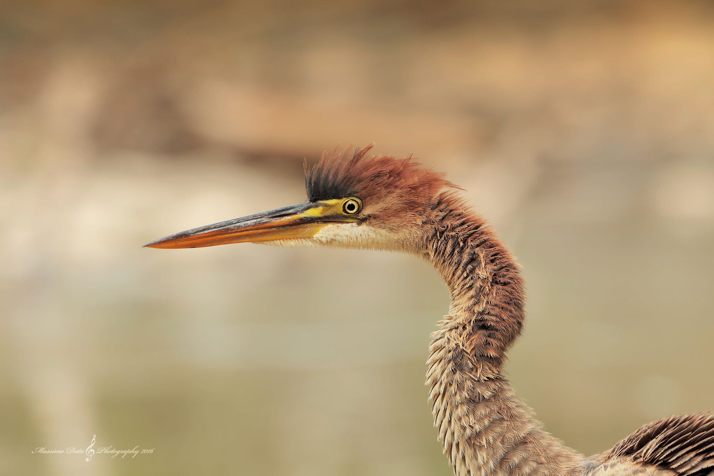 Heron rosso..spettinato