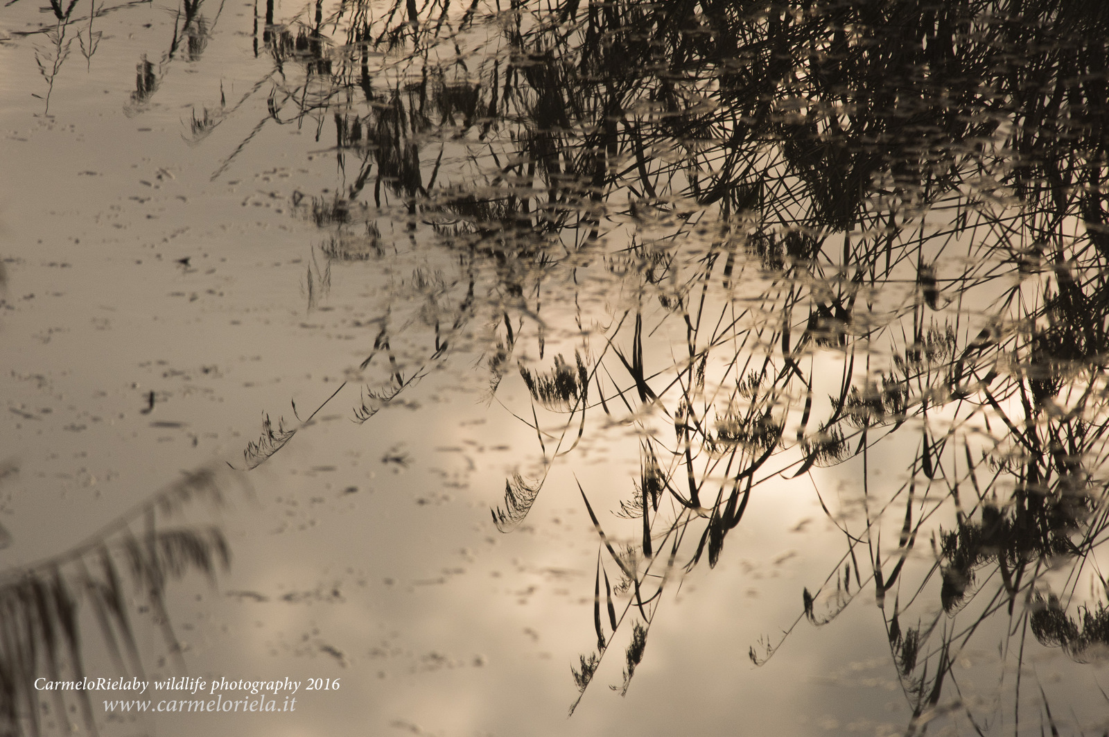 Riflessi dorati sullo specchio d'acqua.