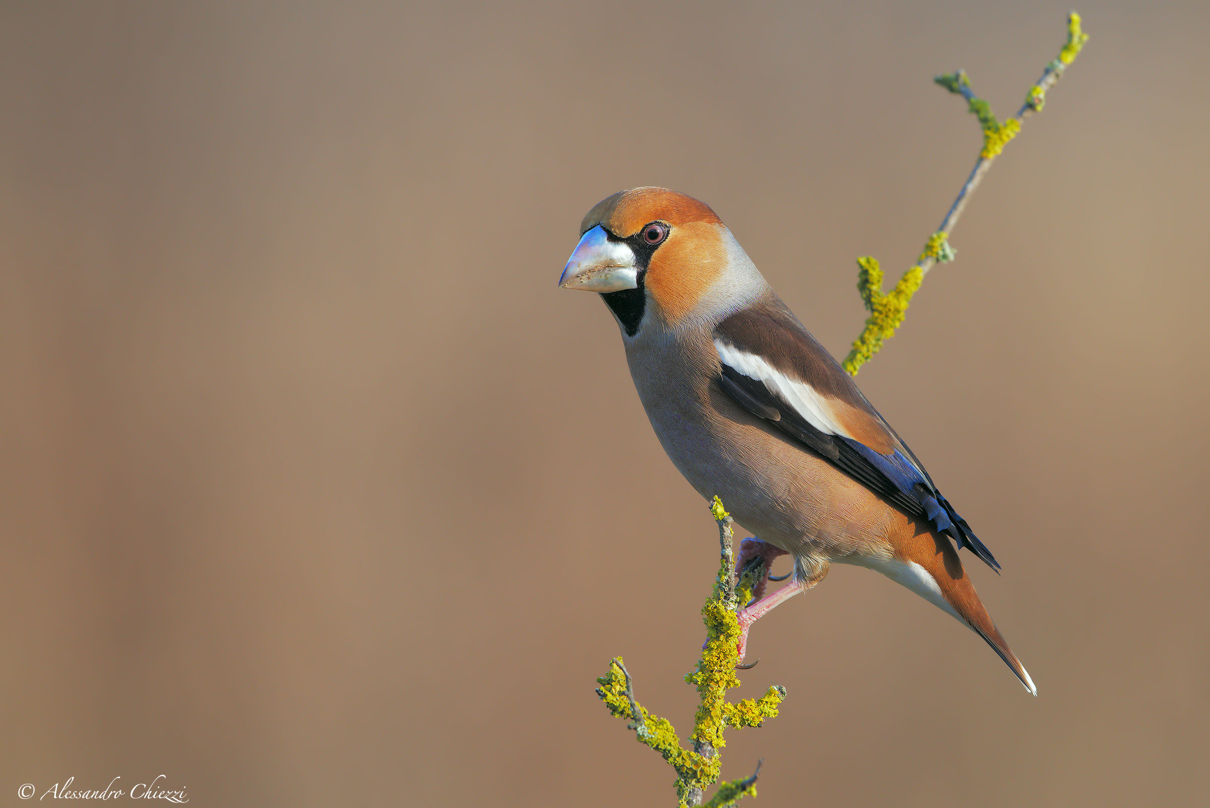 L'eleganza del frosone