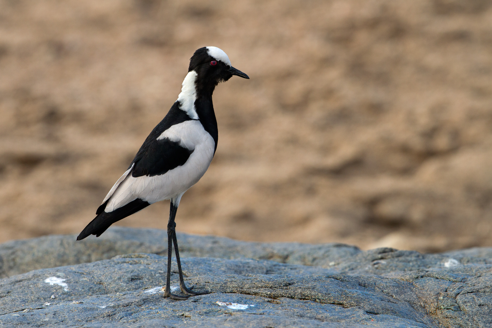 Bottega del Fabbro pavoncella