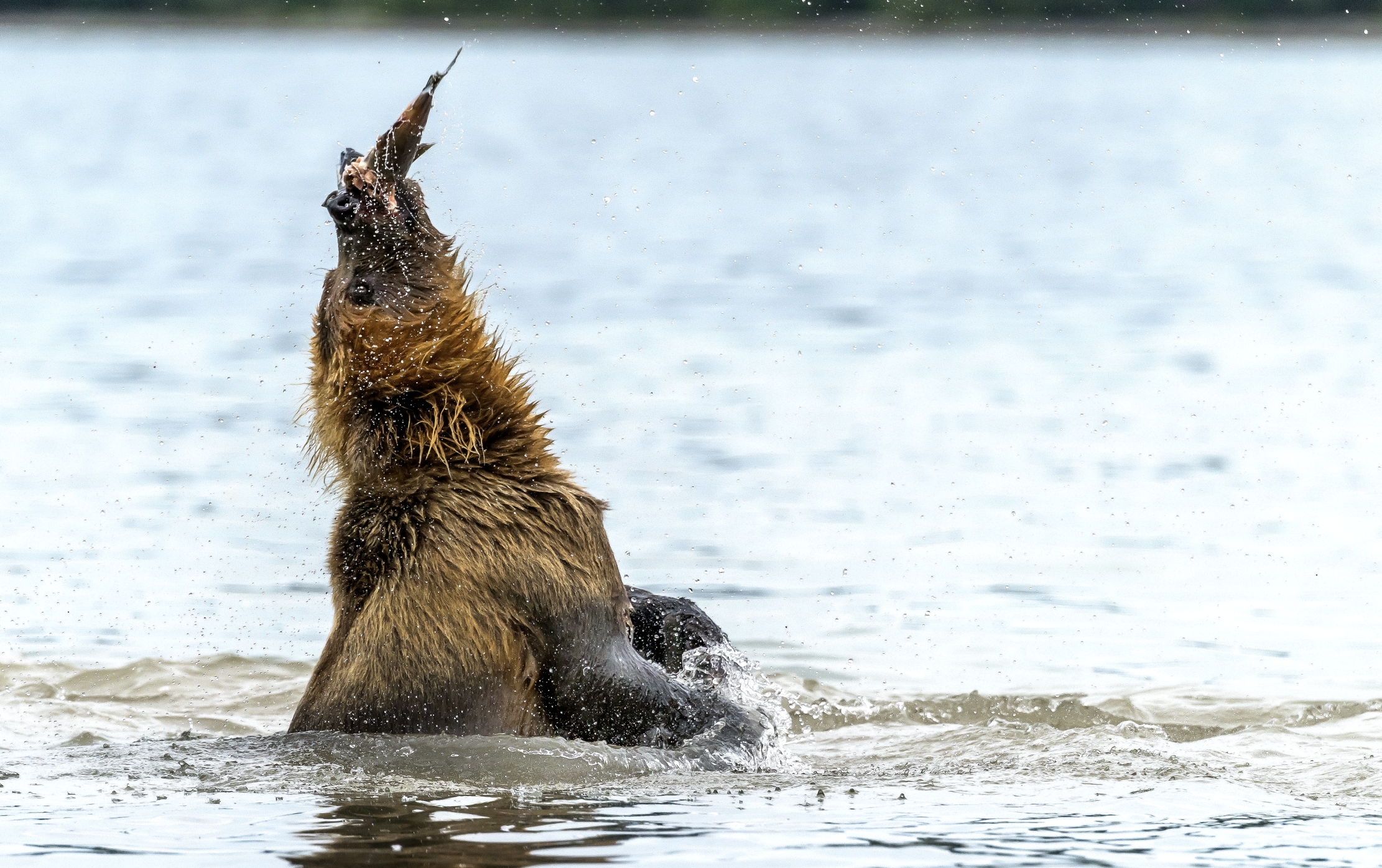 Kamchatka 2016 - Scuotimento