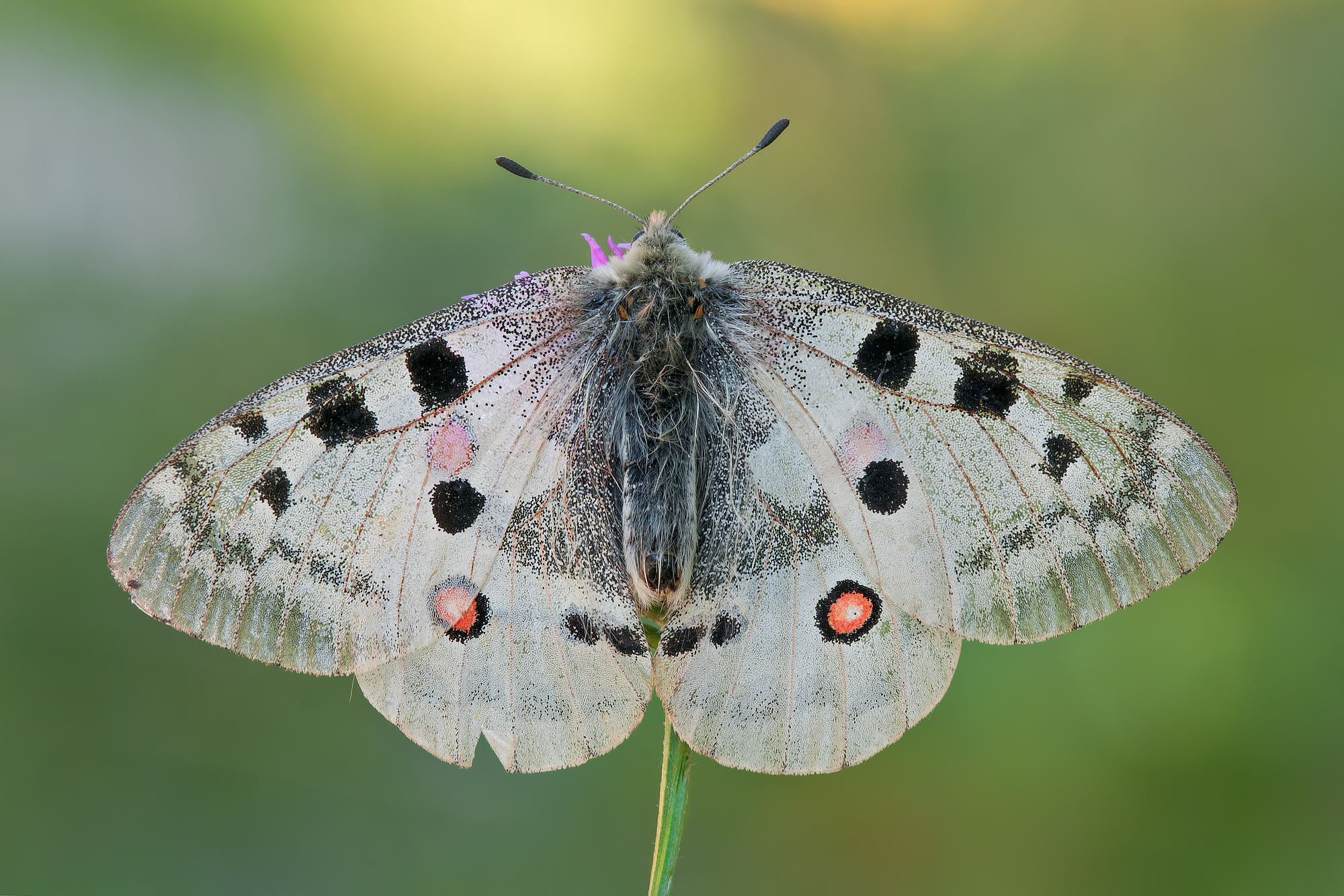 Parnassius apollo