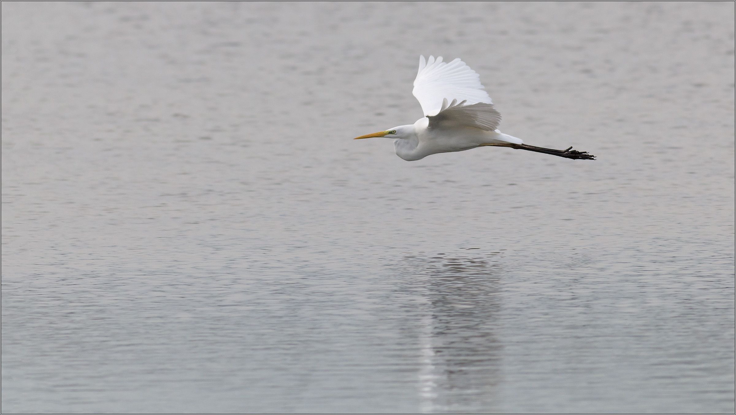 airone bianco sul mare