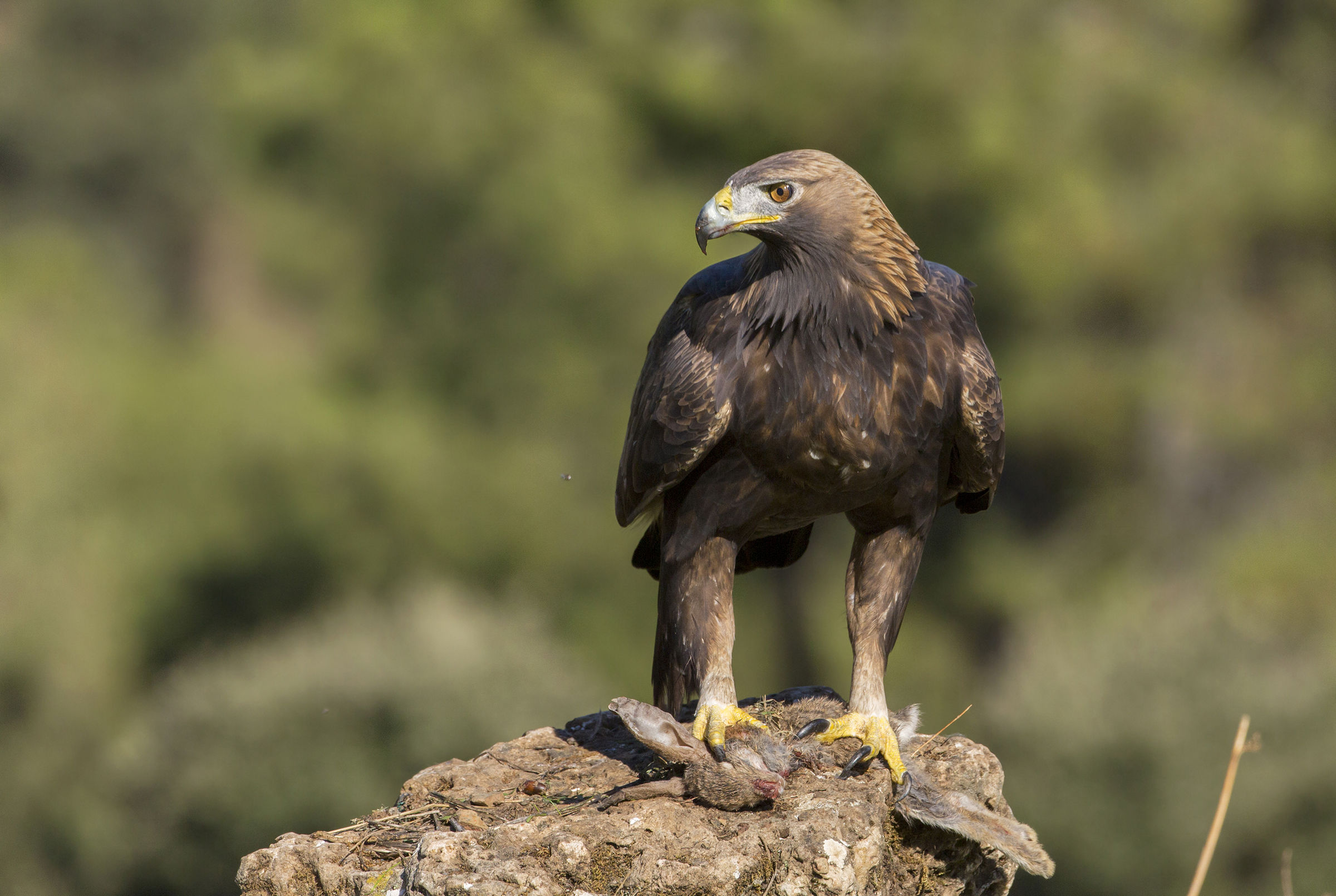 Golden Eagle