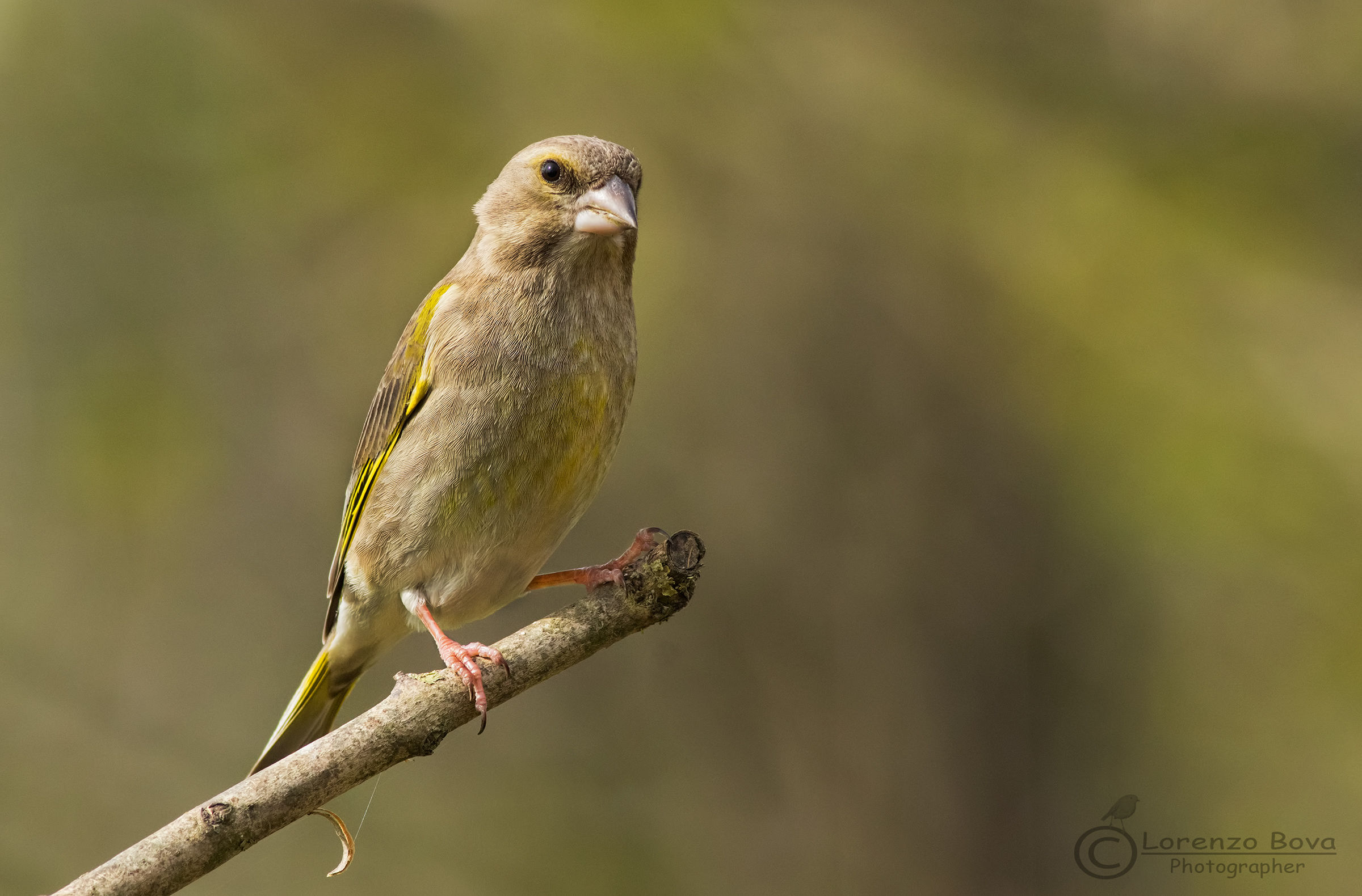 Verdone in agguato ....