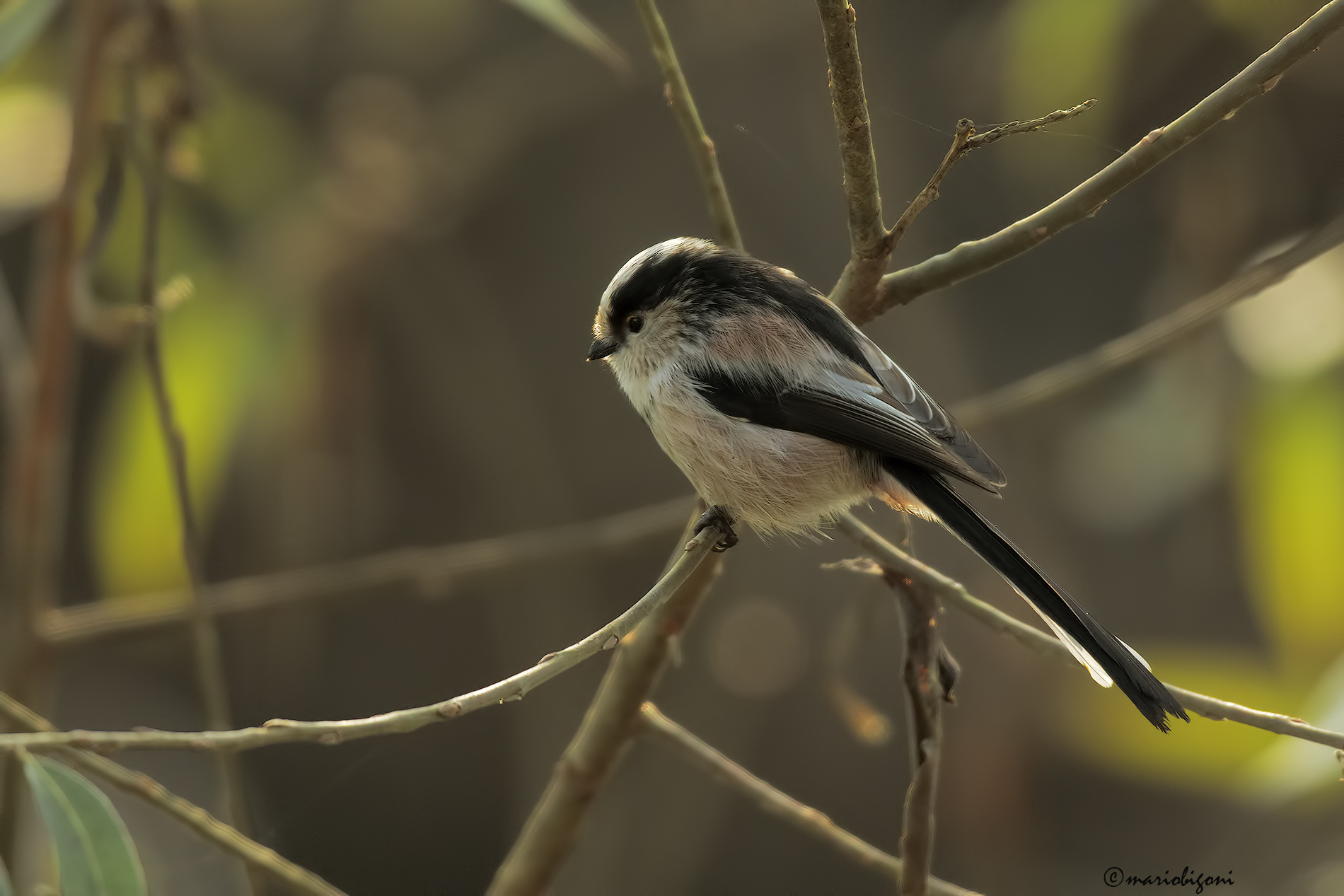 Long-tailed Tit