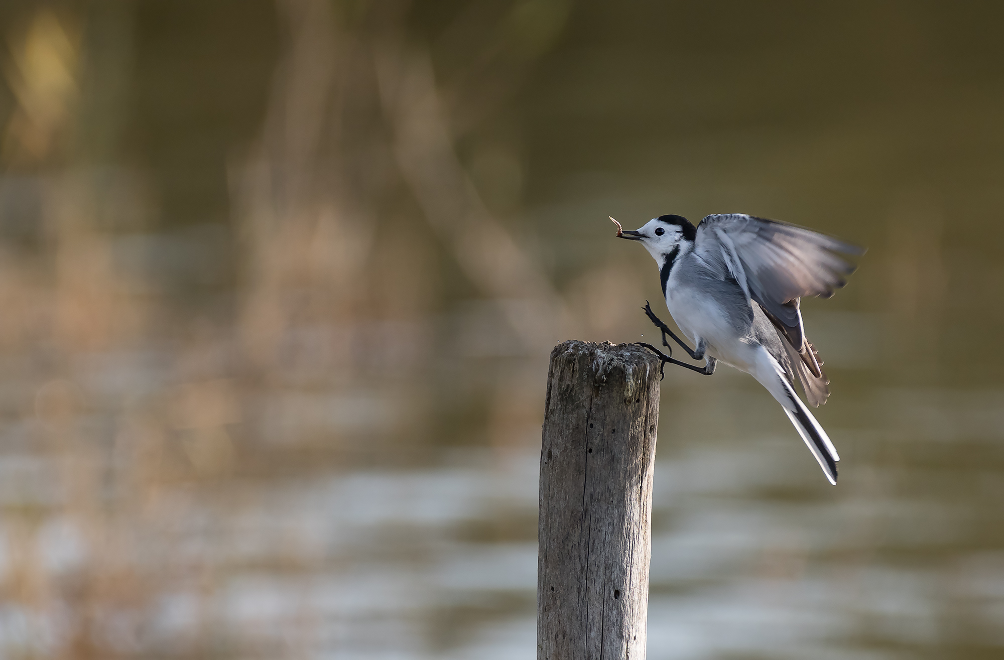 white Wagtail
