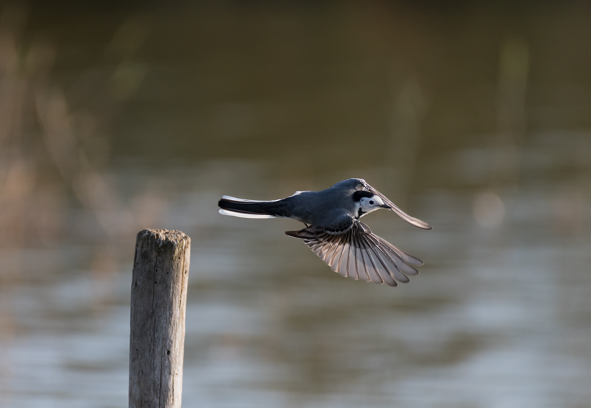 white Wagtail