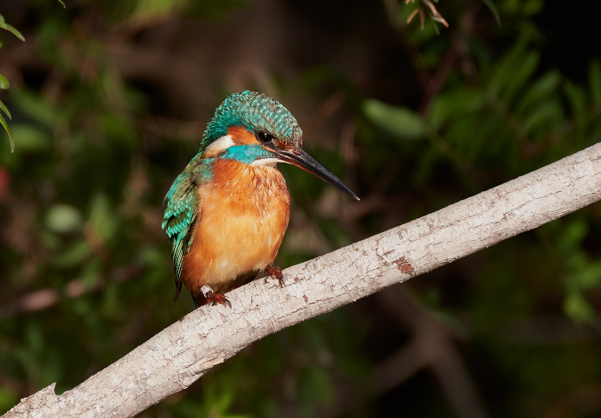 Kingfisher