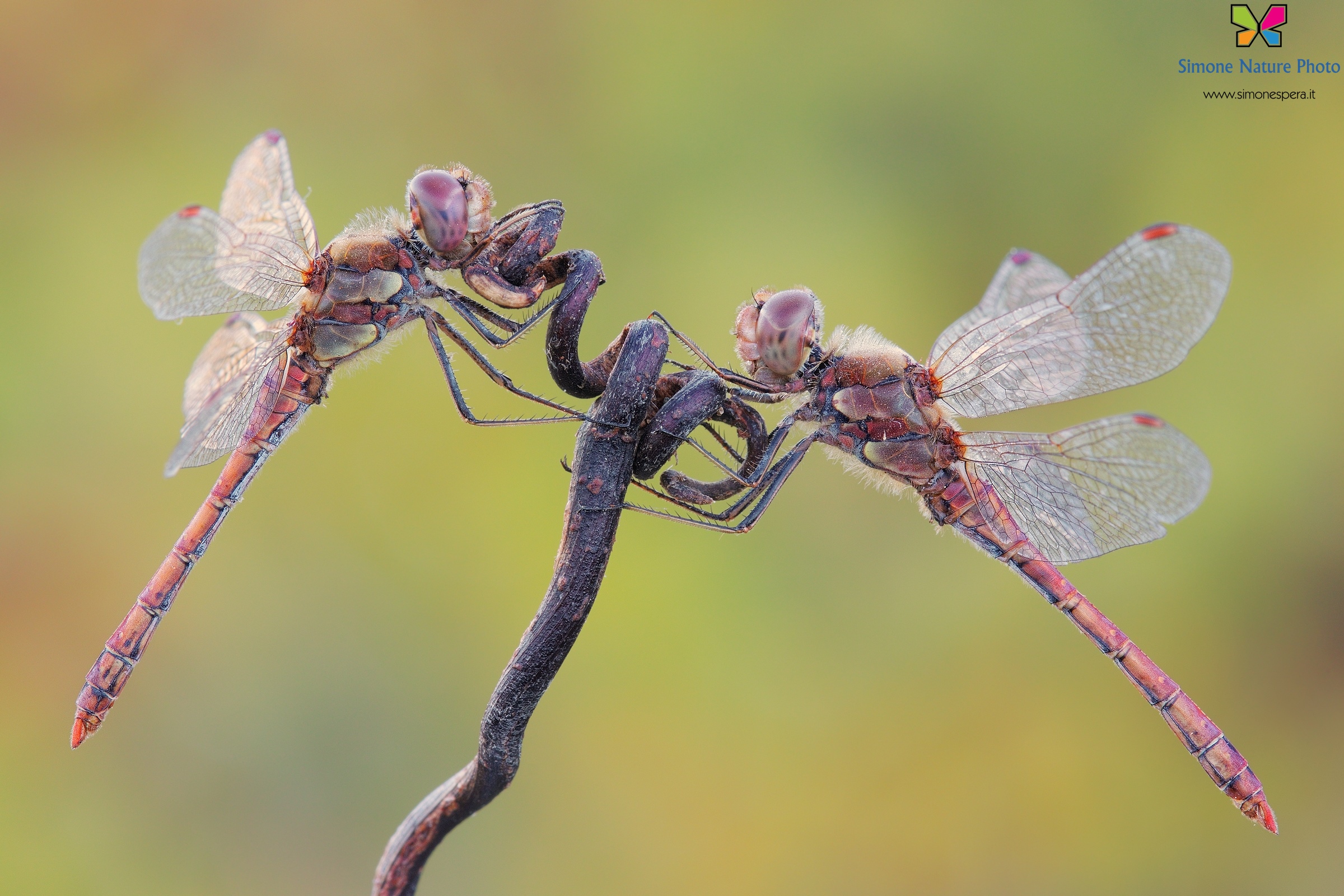 Sympetrum striolatum ²