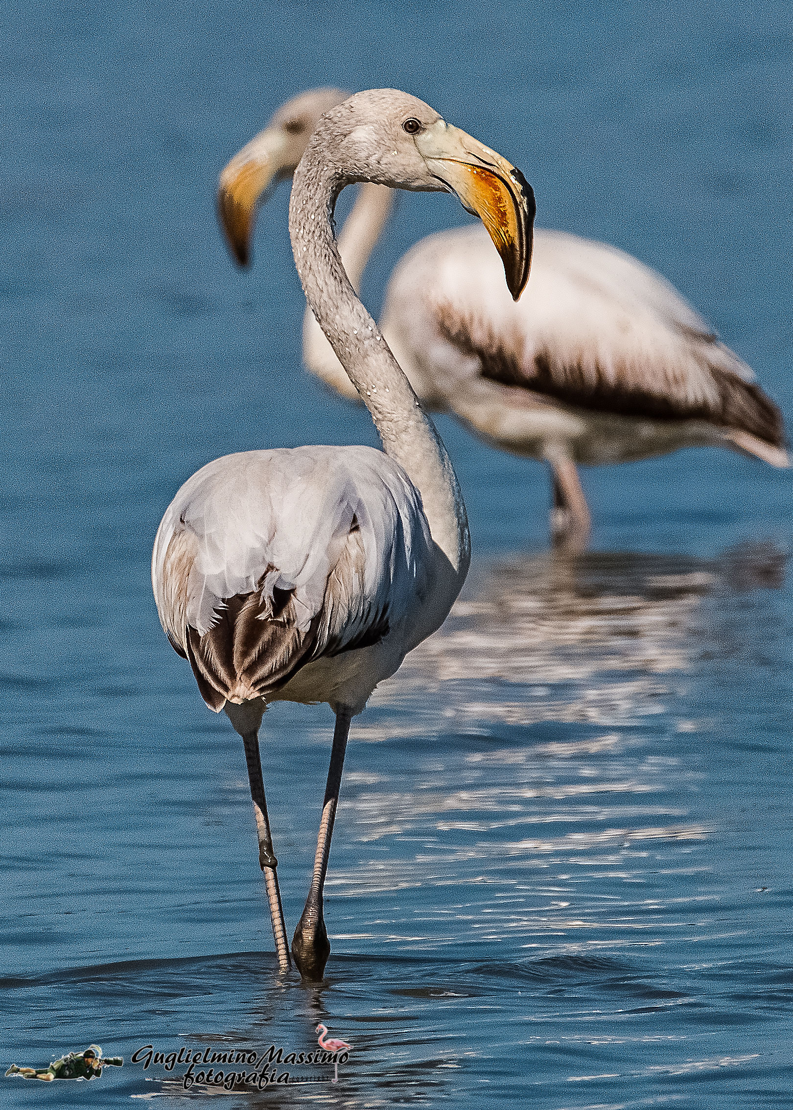Profile of a Young flamingo