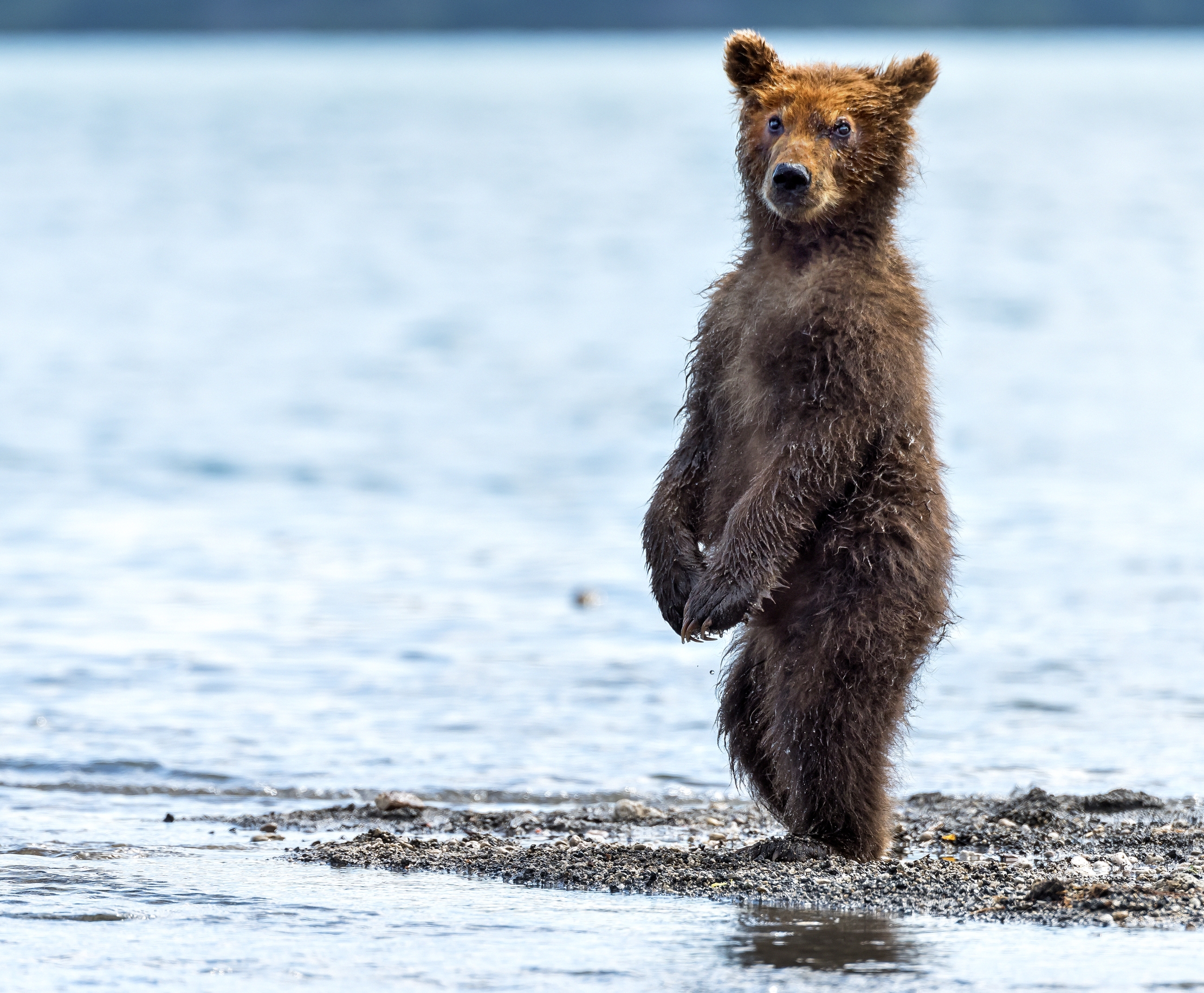 Kamchatka 2016 - Di vedetta